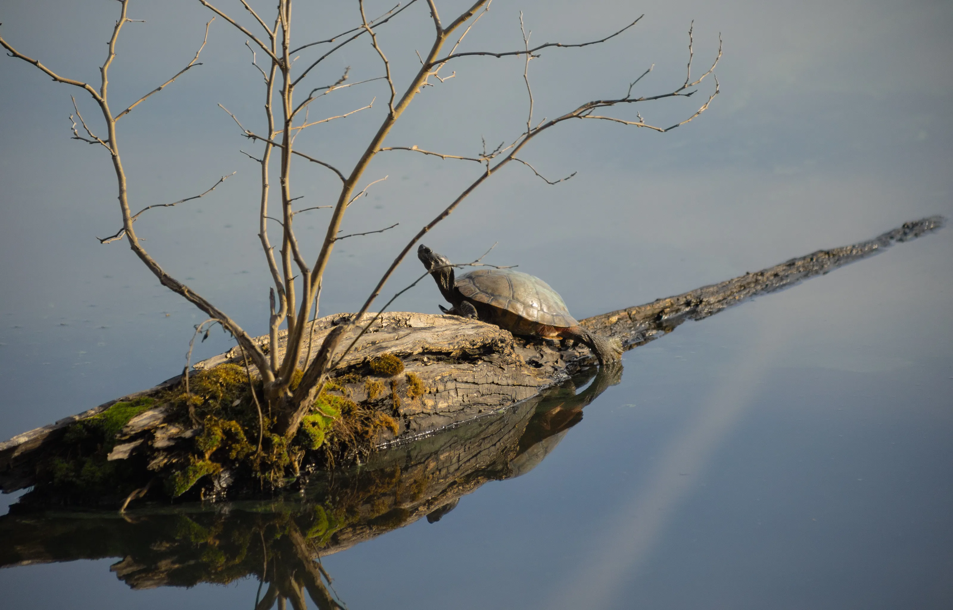 Turtle in the Sky