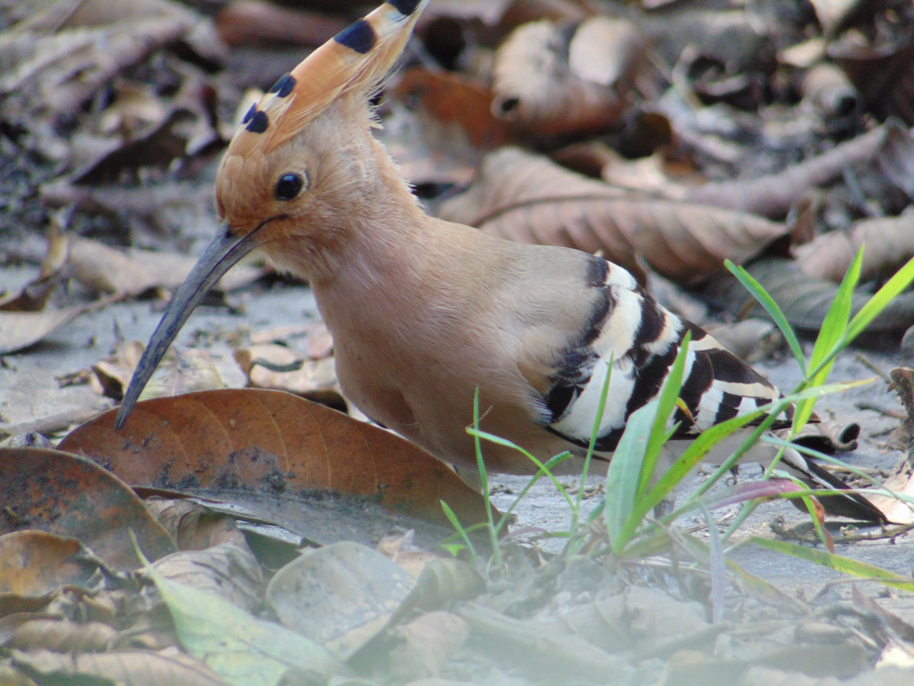 Hoopoe Bird Among Fallen Leaves