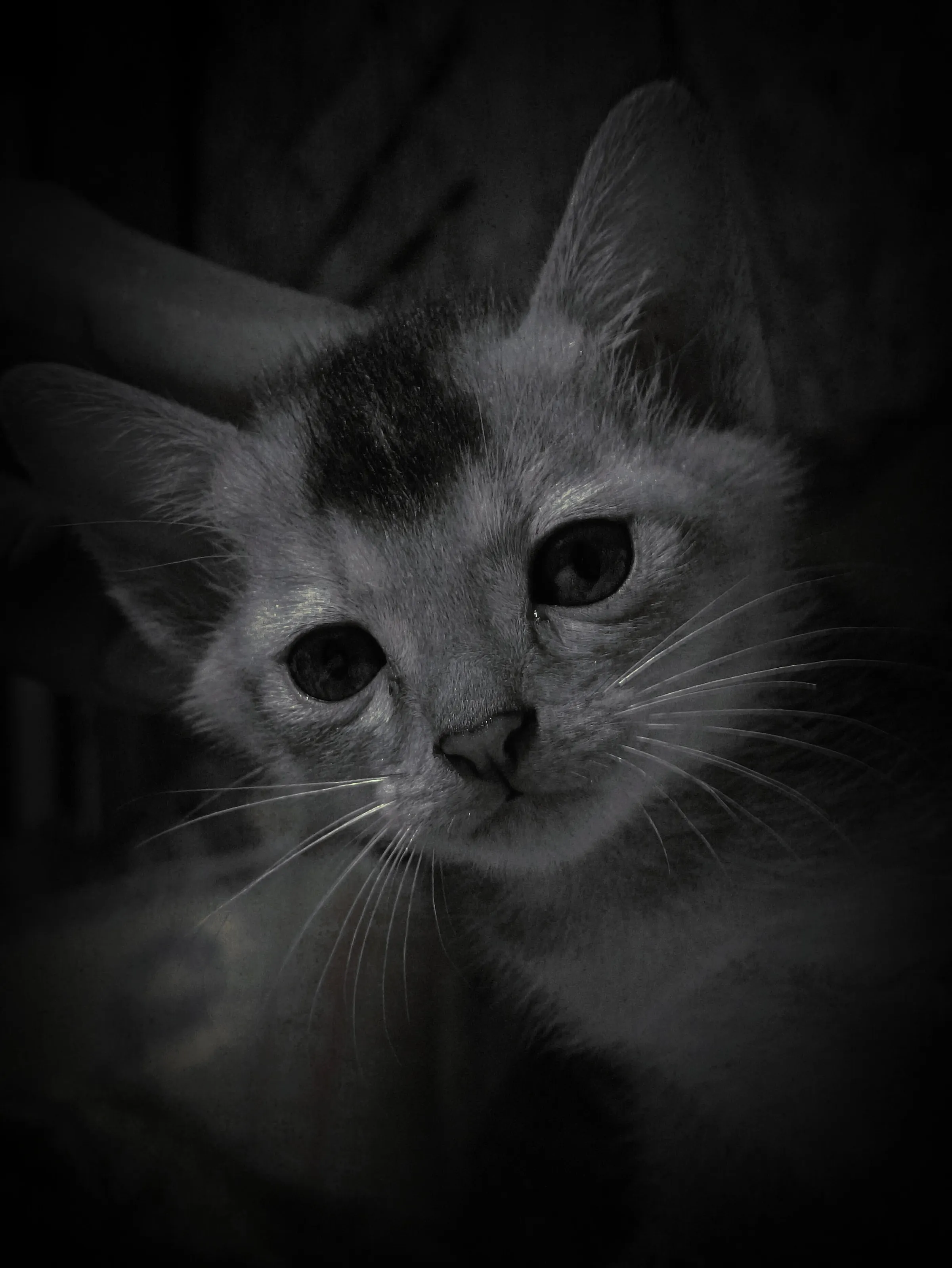 THE SOULFUL STARE