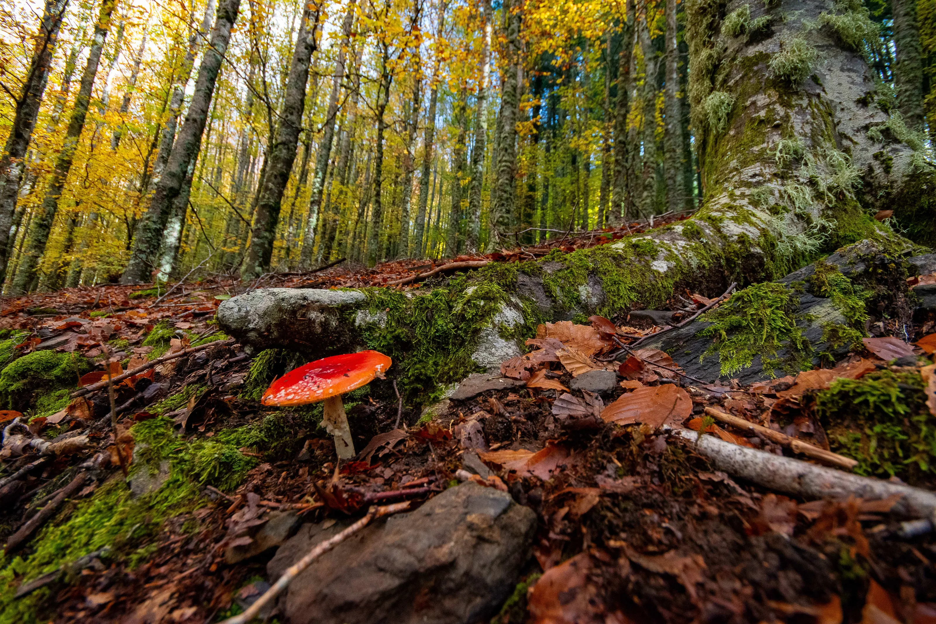 Amanita Muscaria - beech forrest