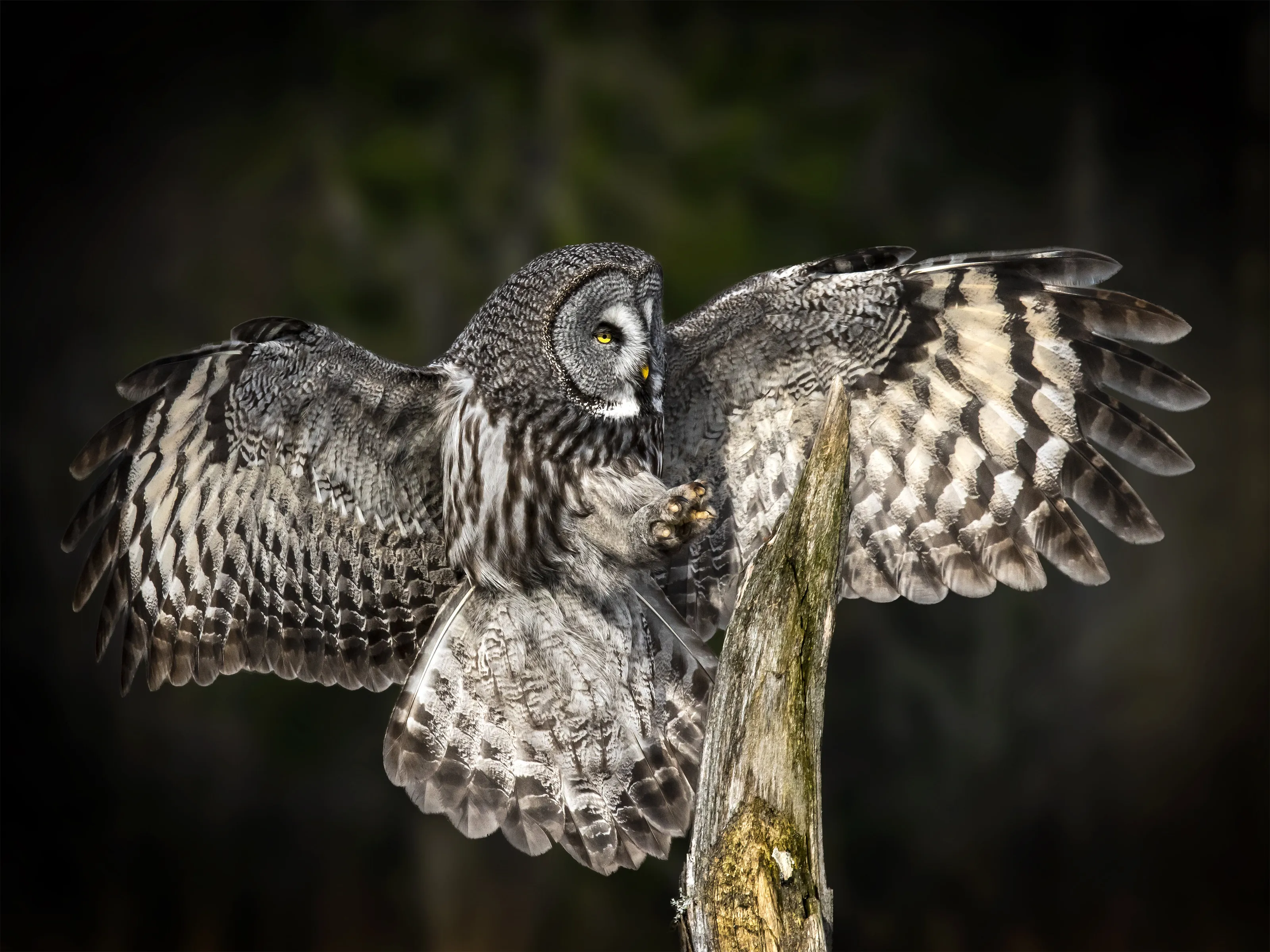 Great gray.