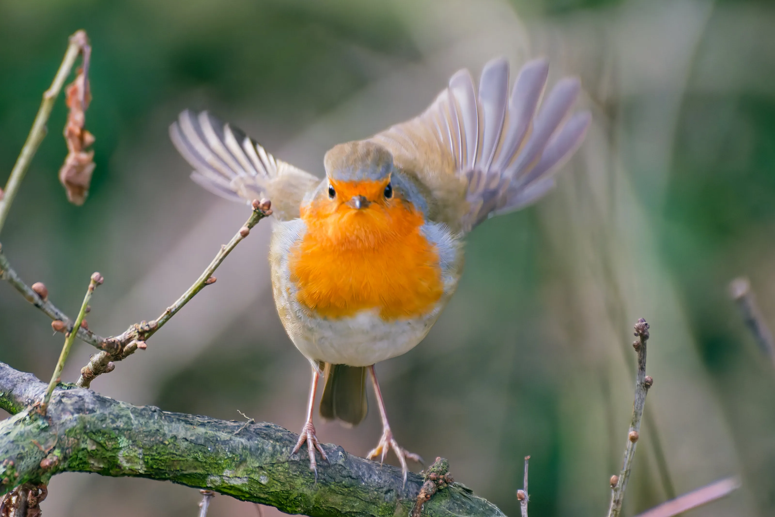 Robin's takeoff