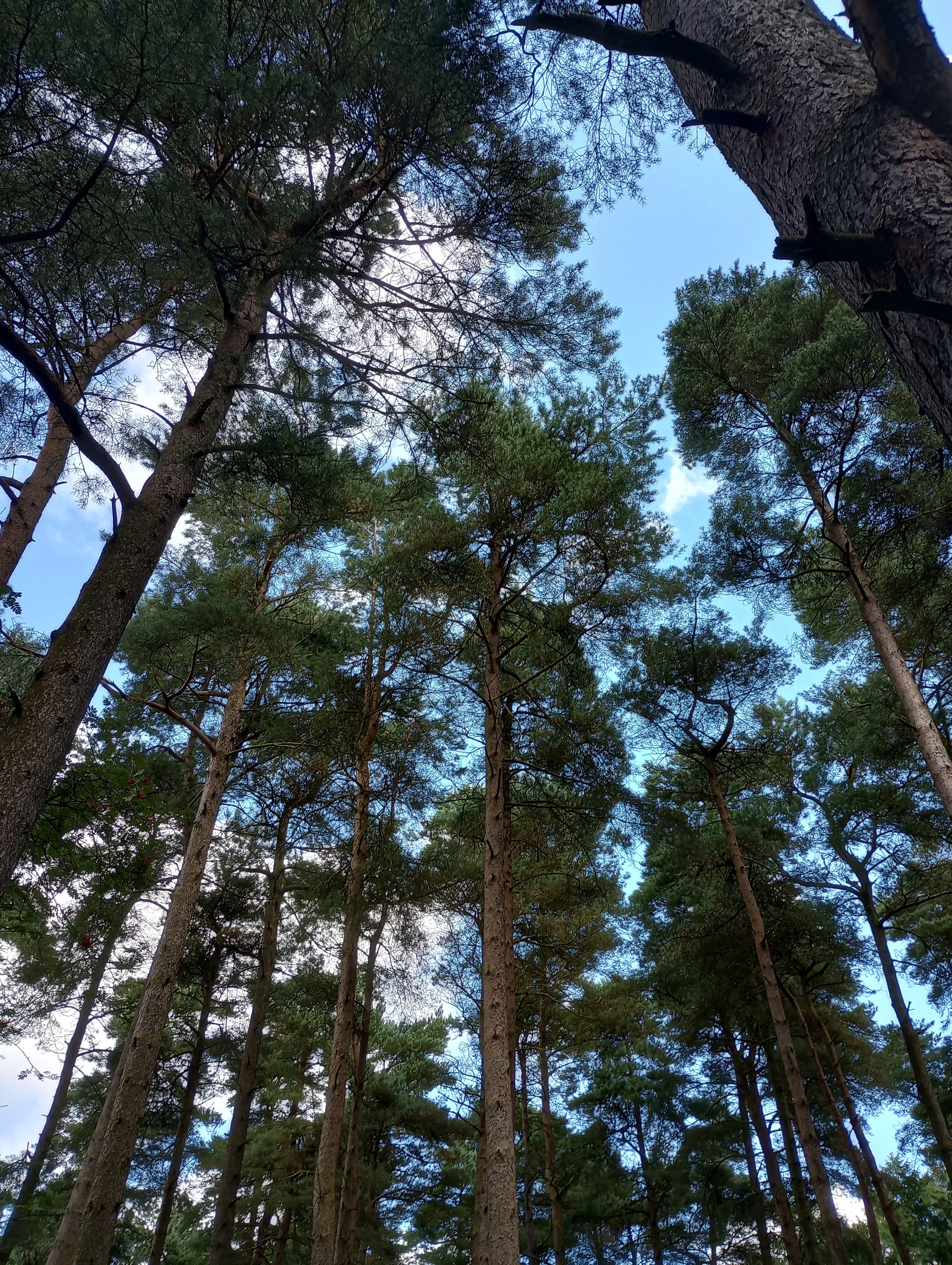 Tall pine trees
