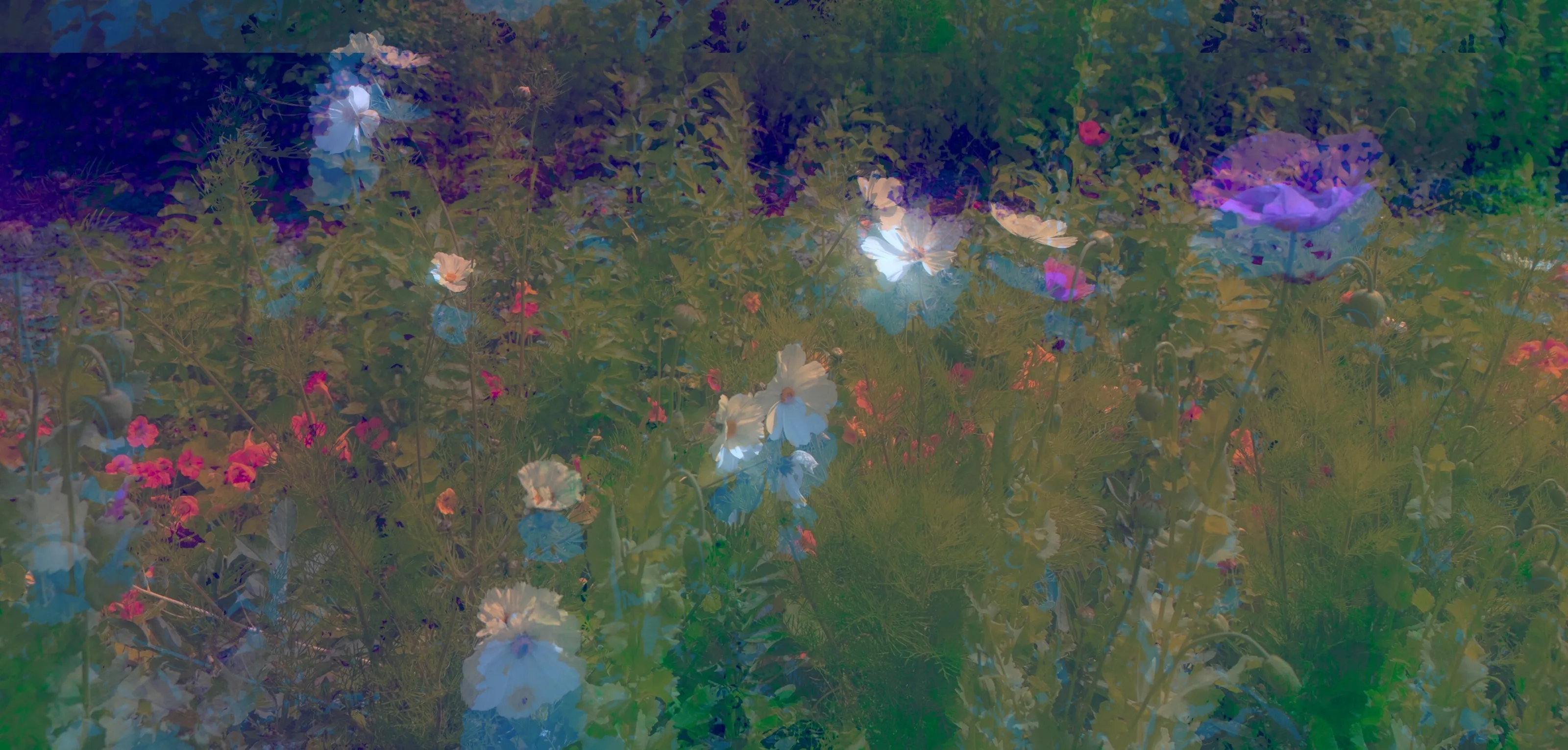 Wildflowers