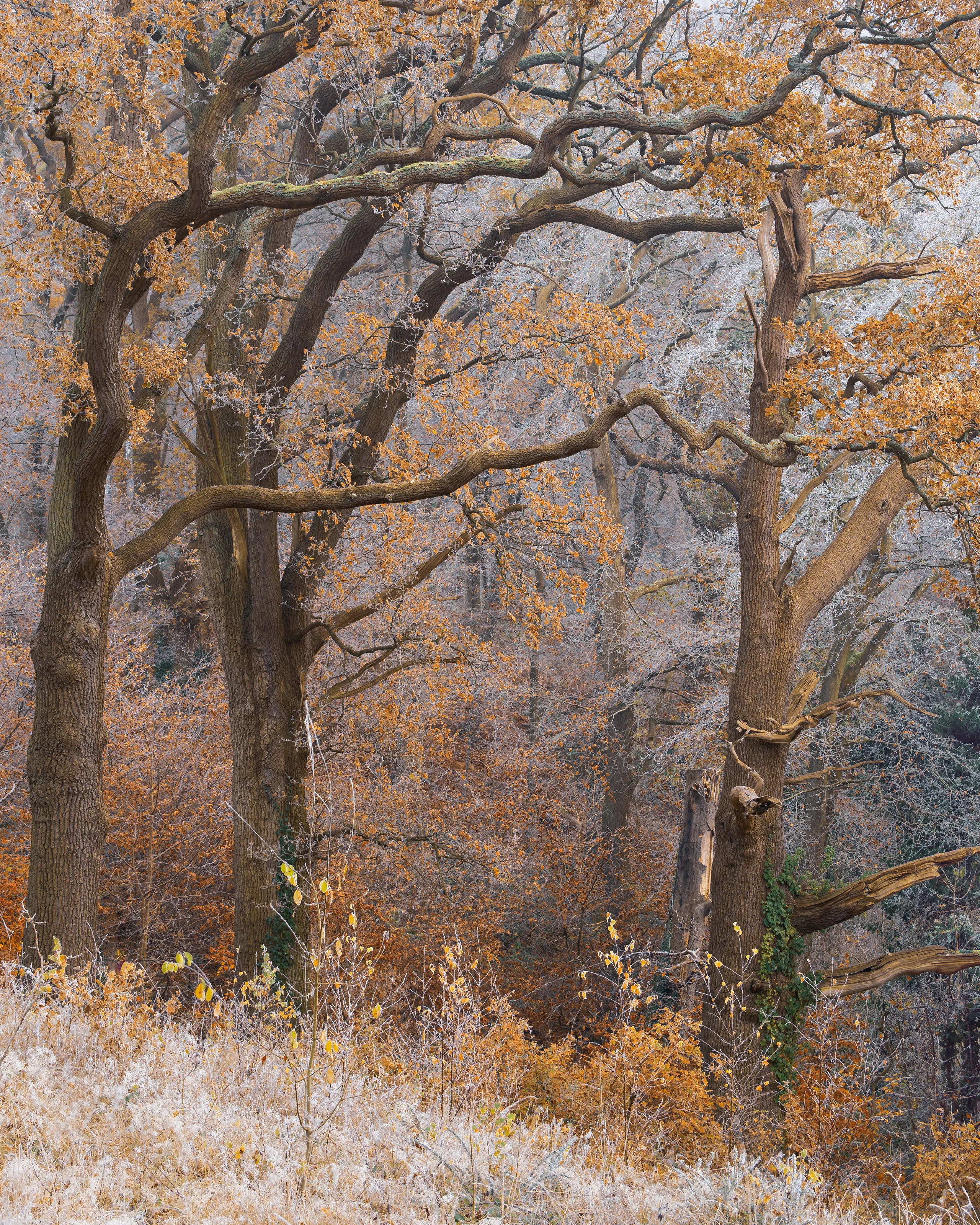 Frosty Forest