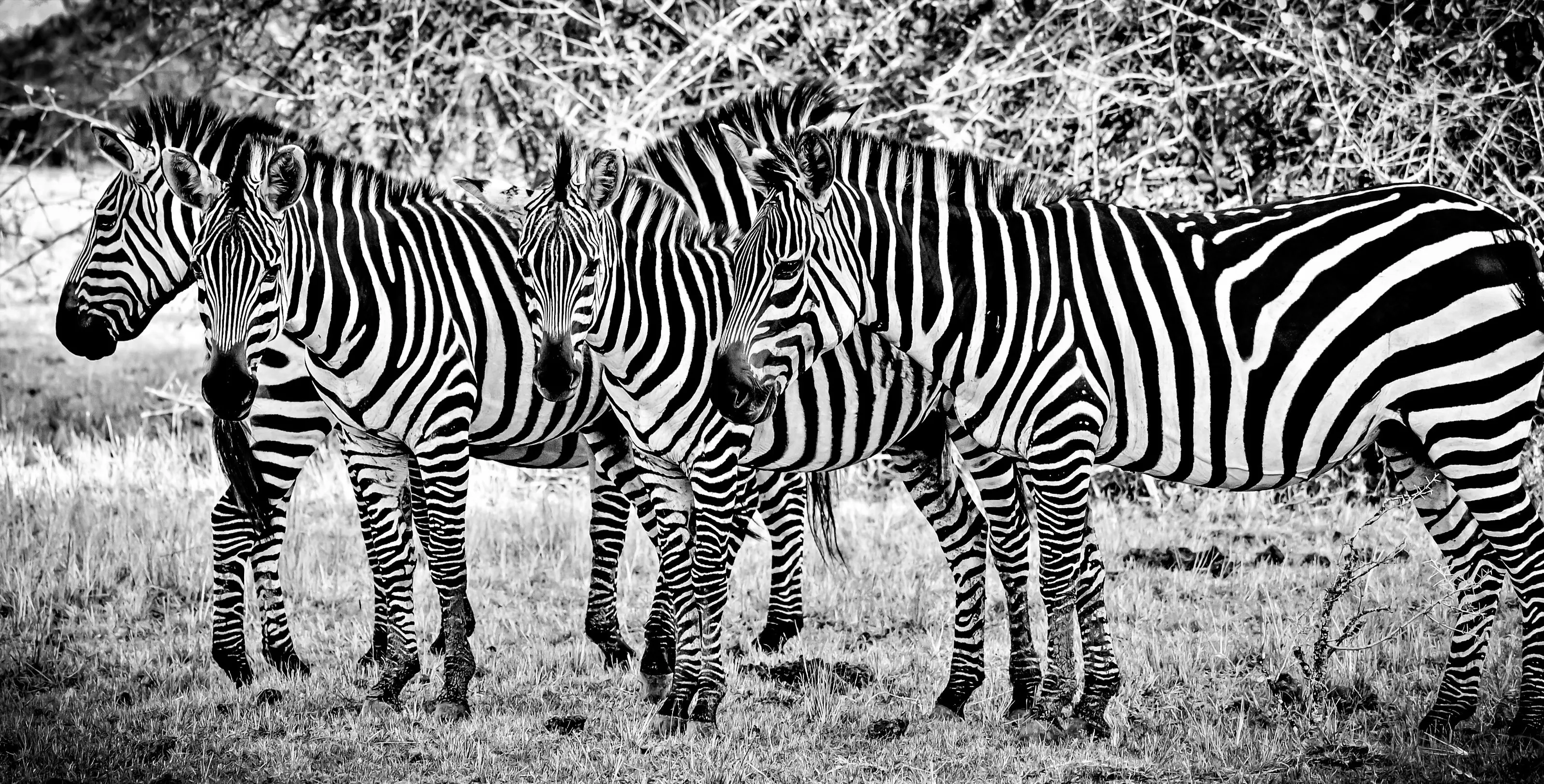 A zebra  affair