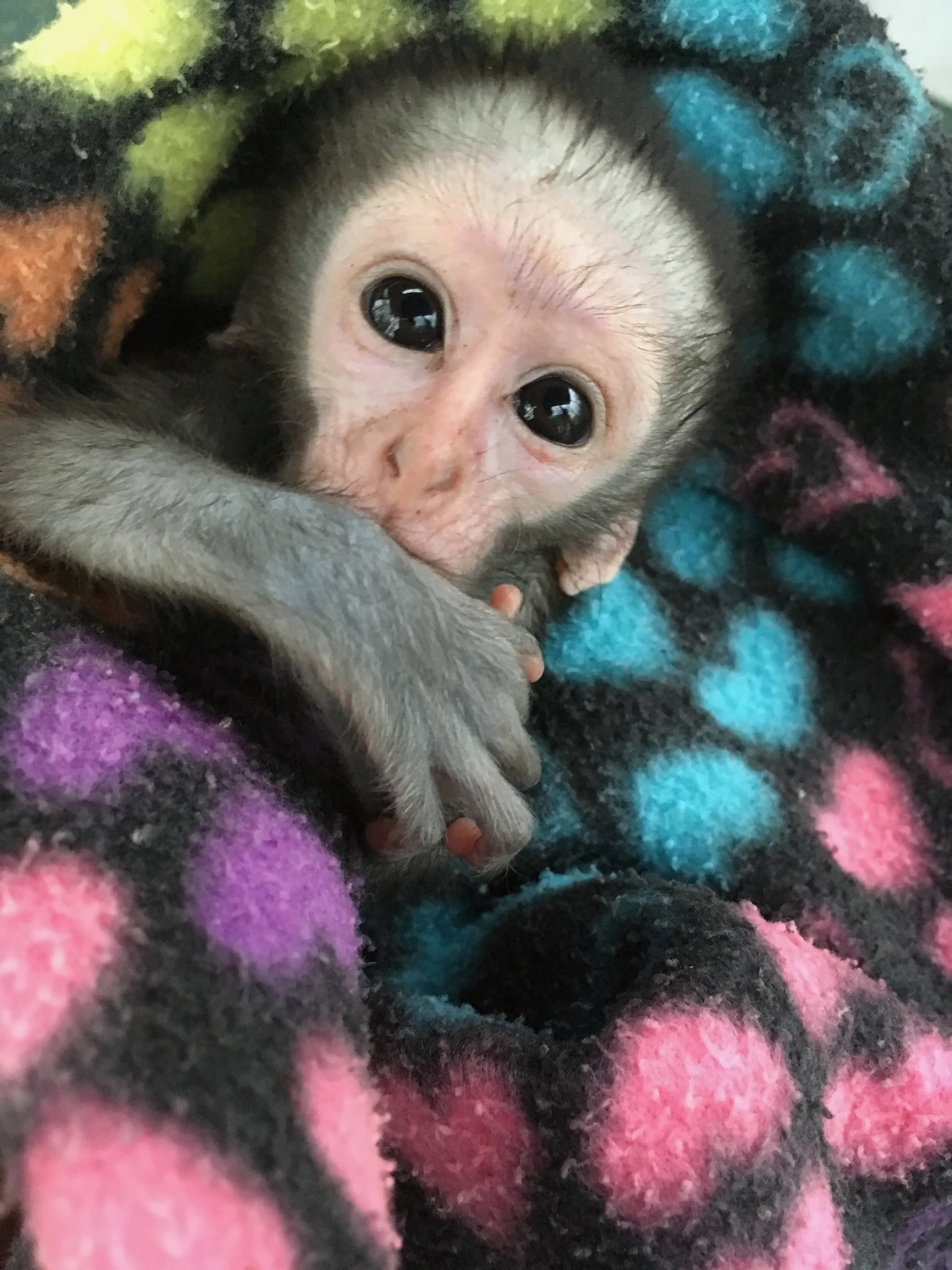 Nap Time for Orphaned Vervet