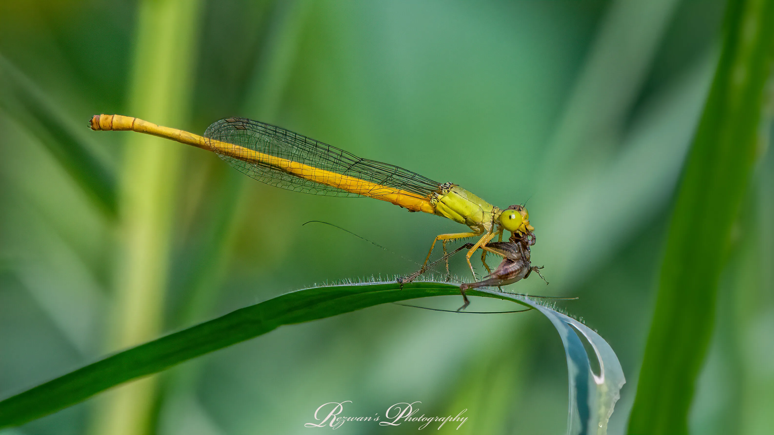 Damselfly