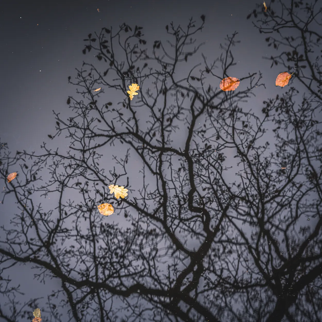 Autumn leaves