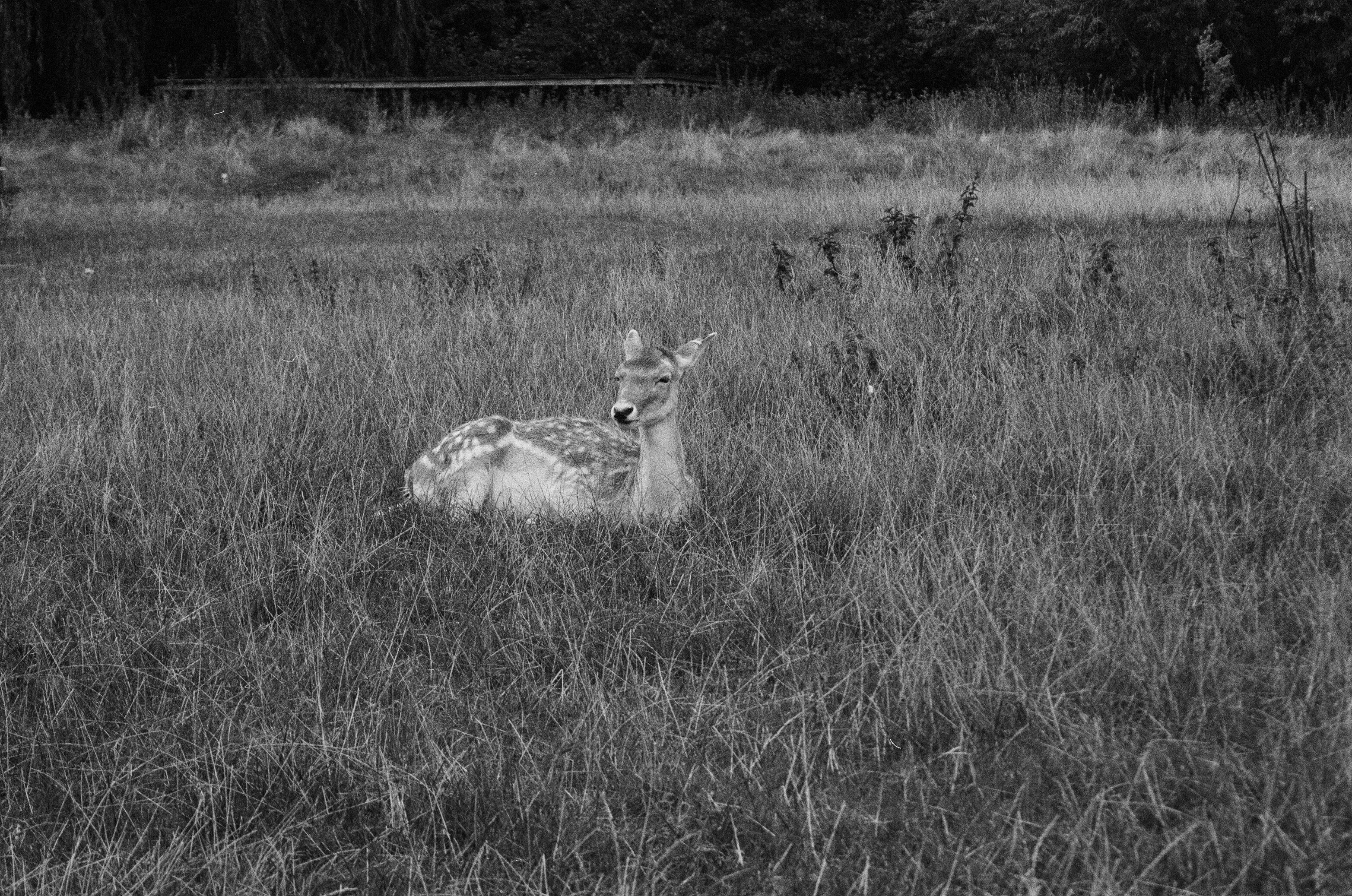 North London Deer