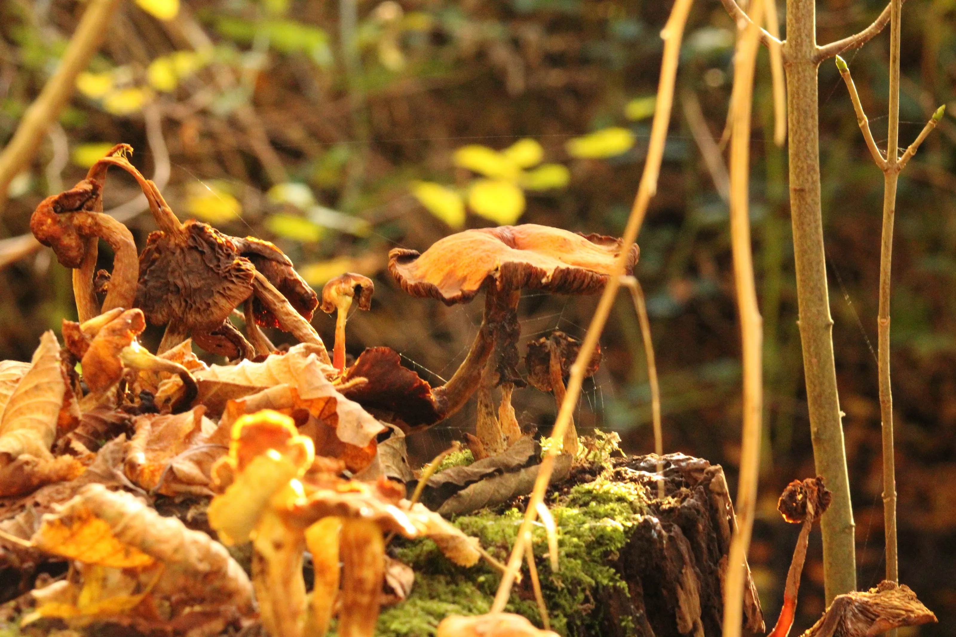 Autumn Sunshine hits the fungi scenery