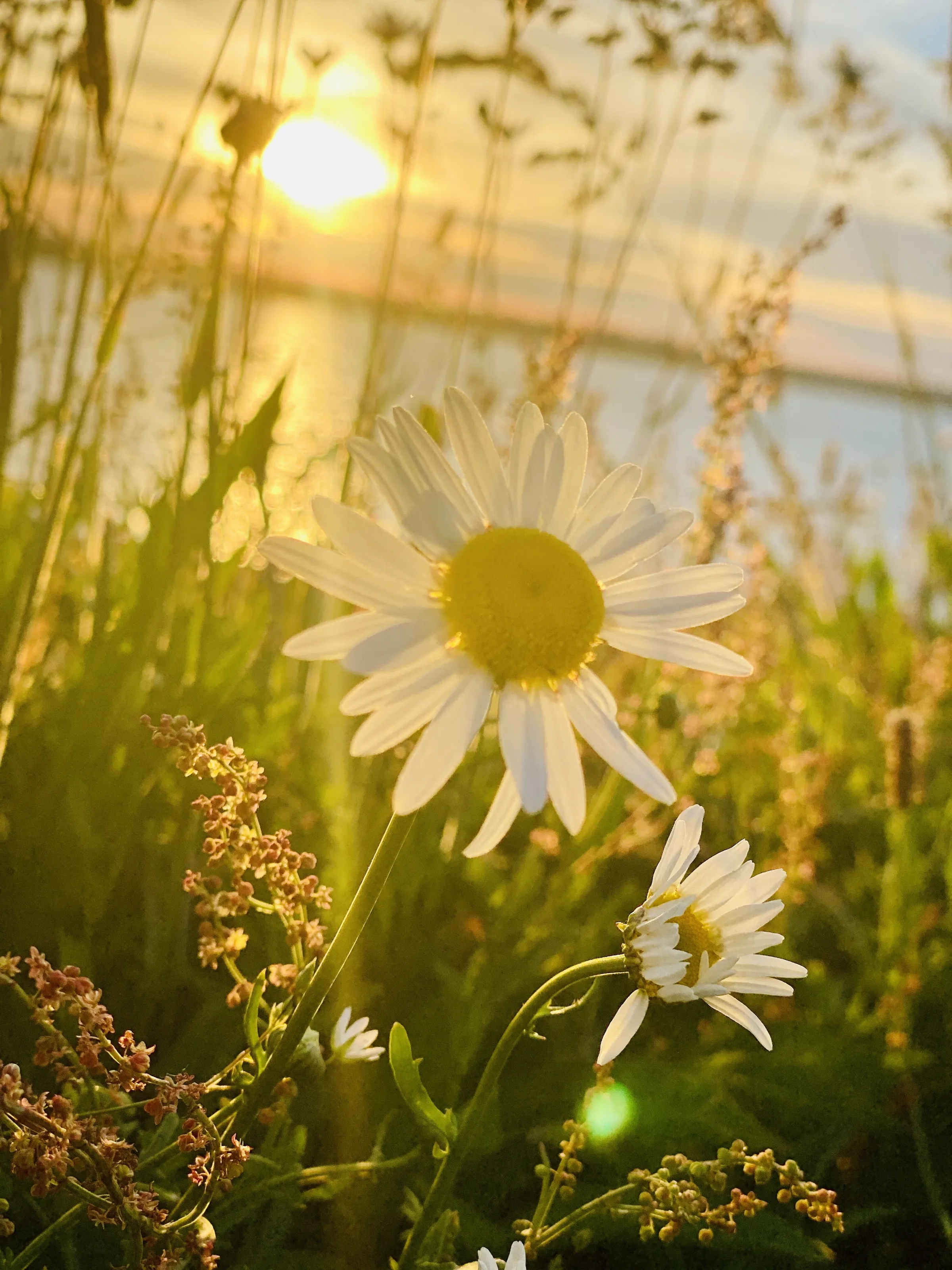 Catching the setting sun