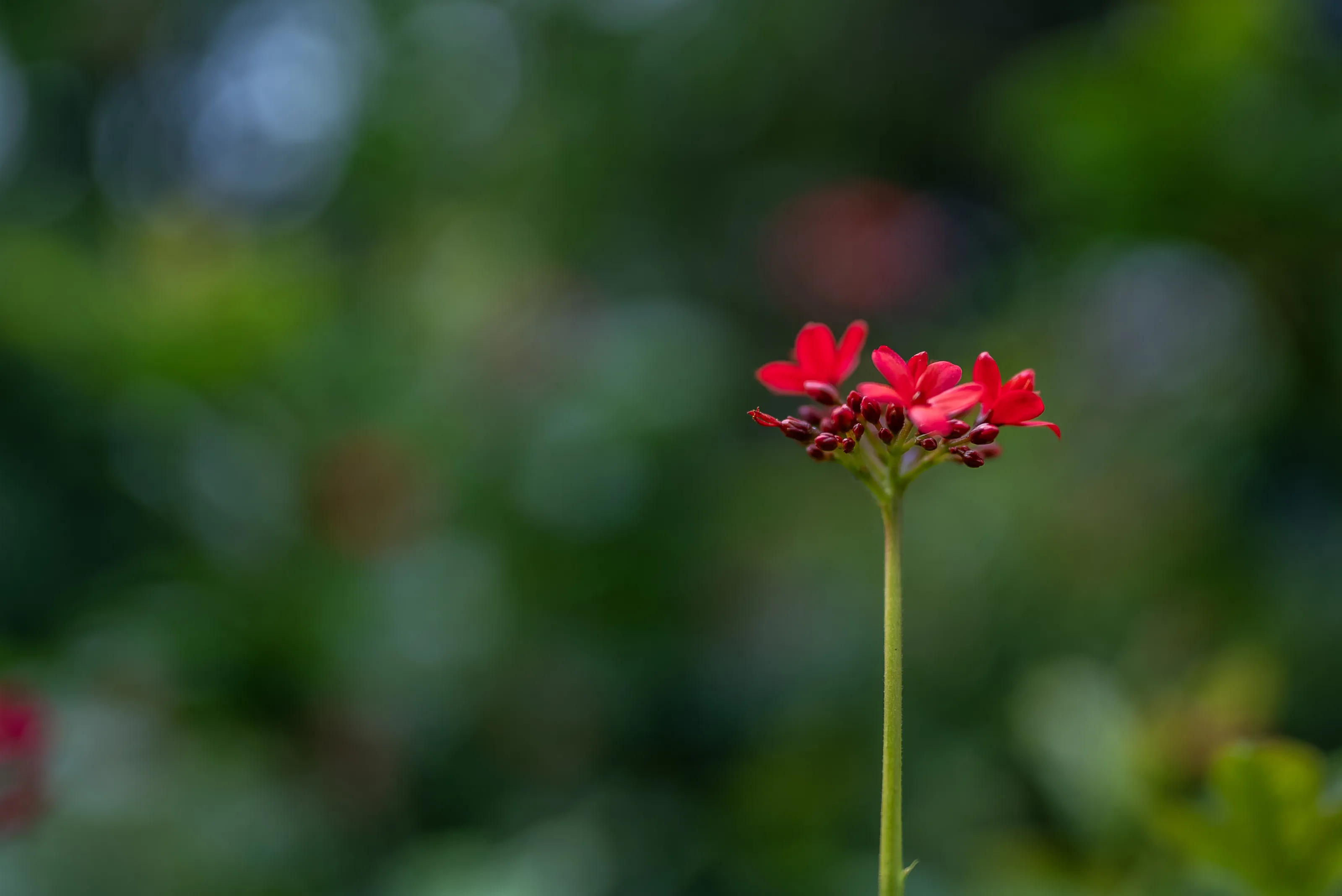"Graceful Red in a Sea of Green"