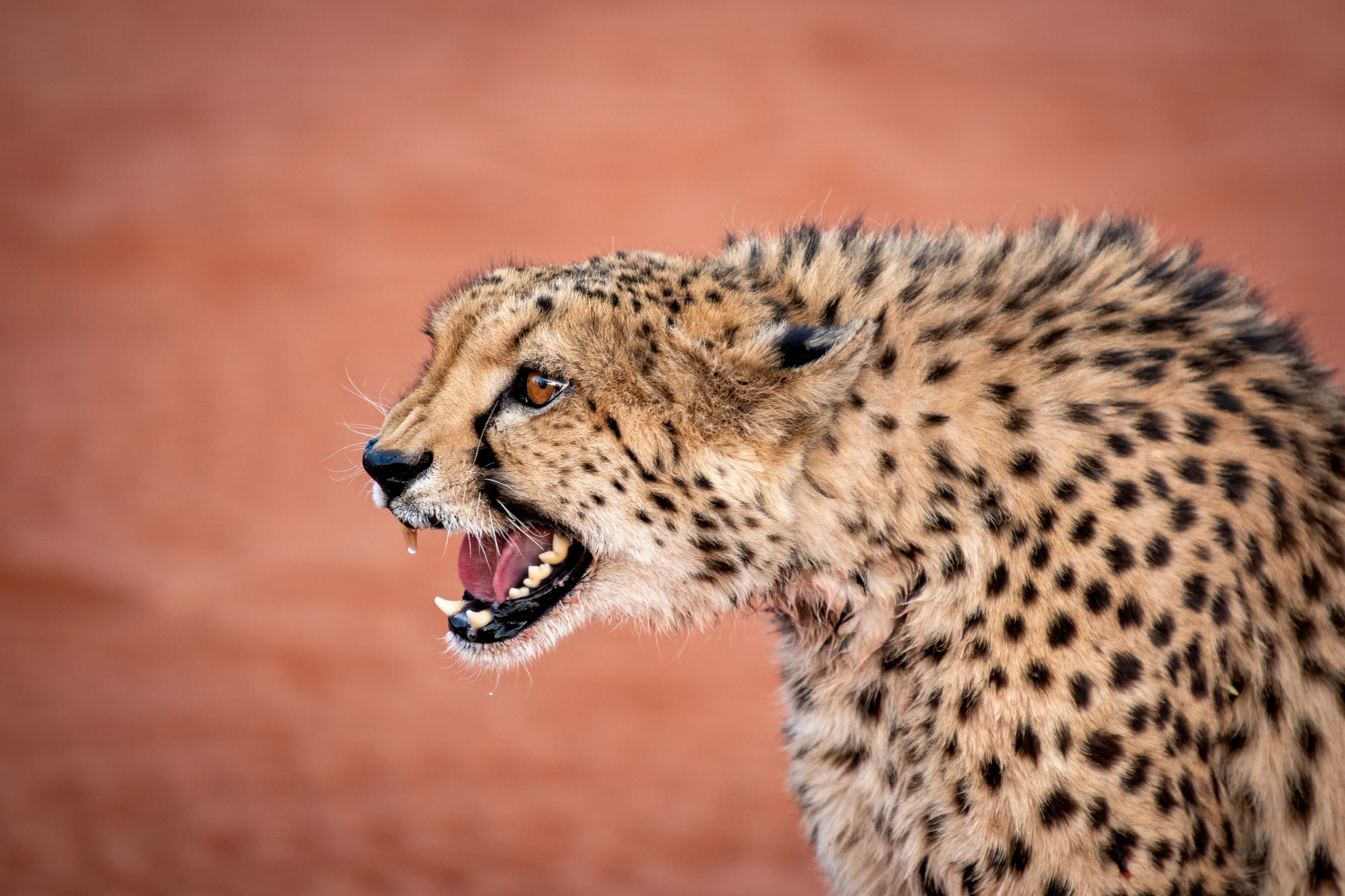 Cheetah