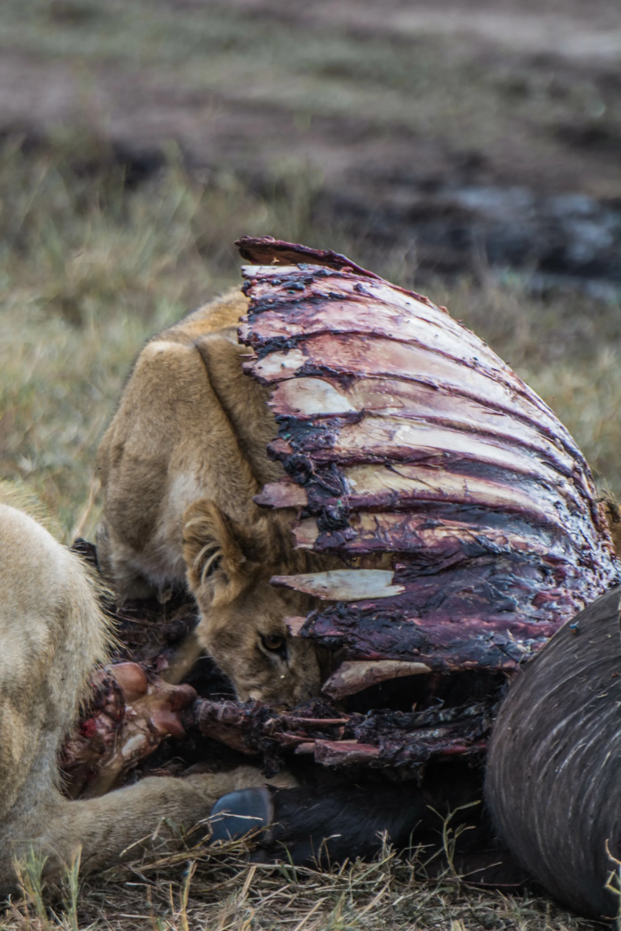 Feasting