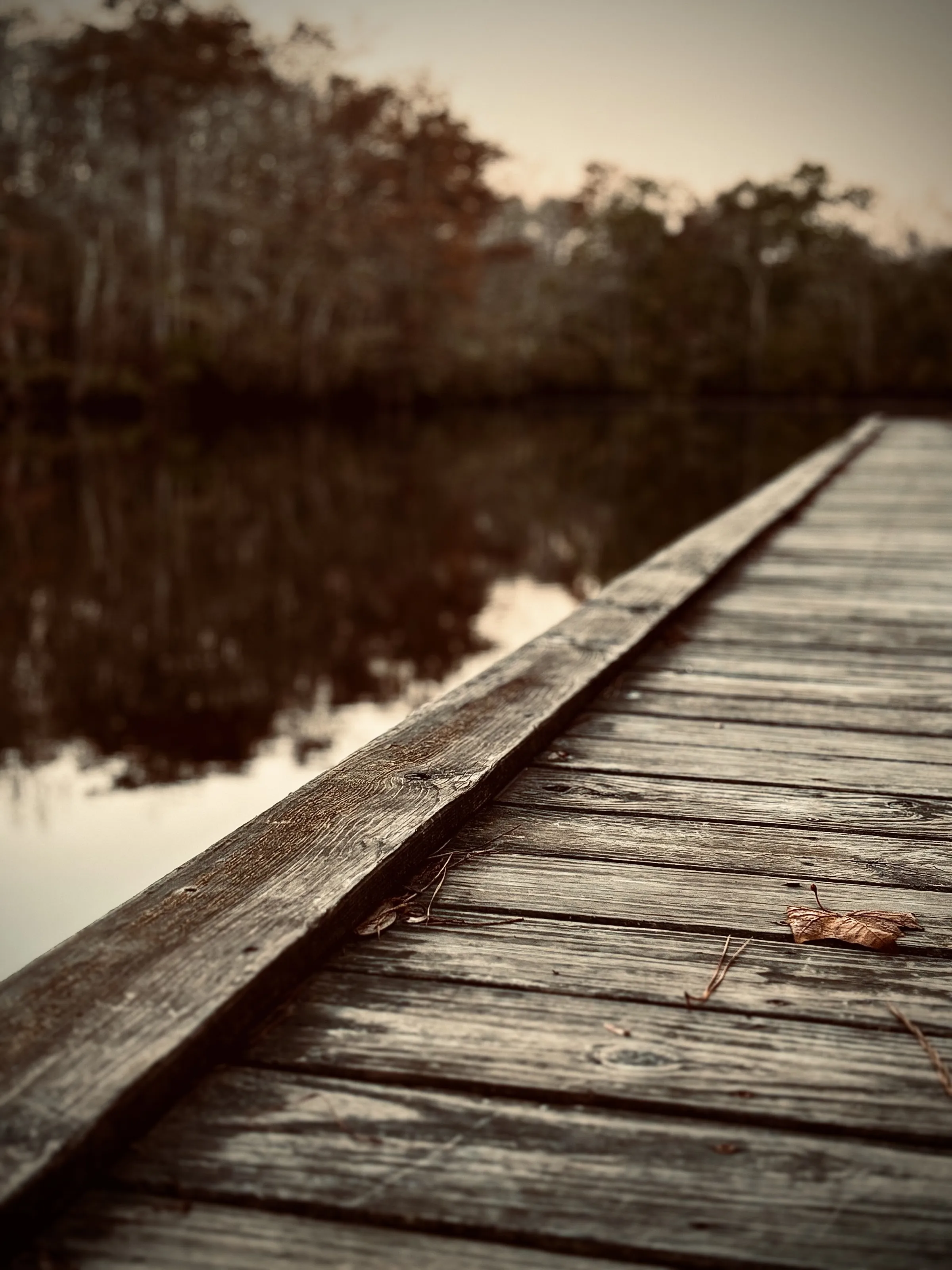 Nature in the bayou