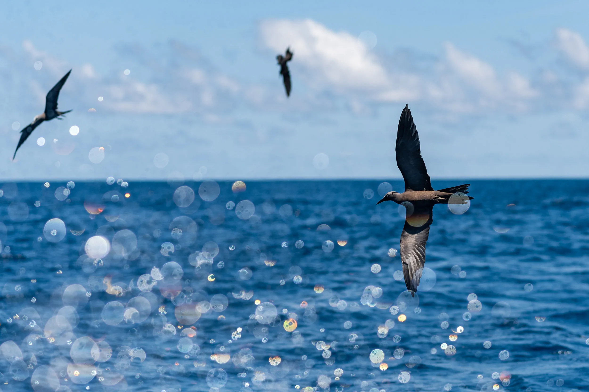 Brown Noddy