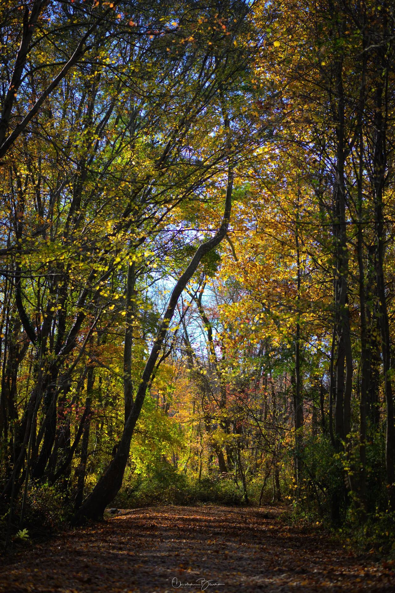 Autumn Forest in Delaware
