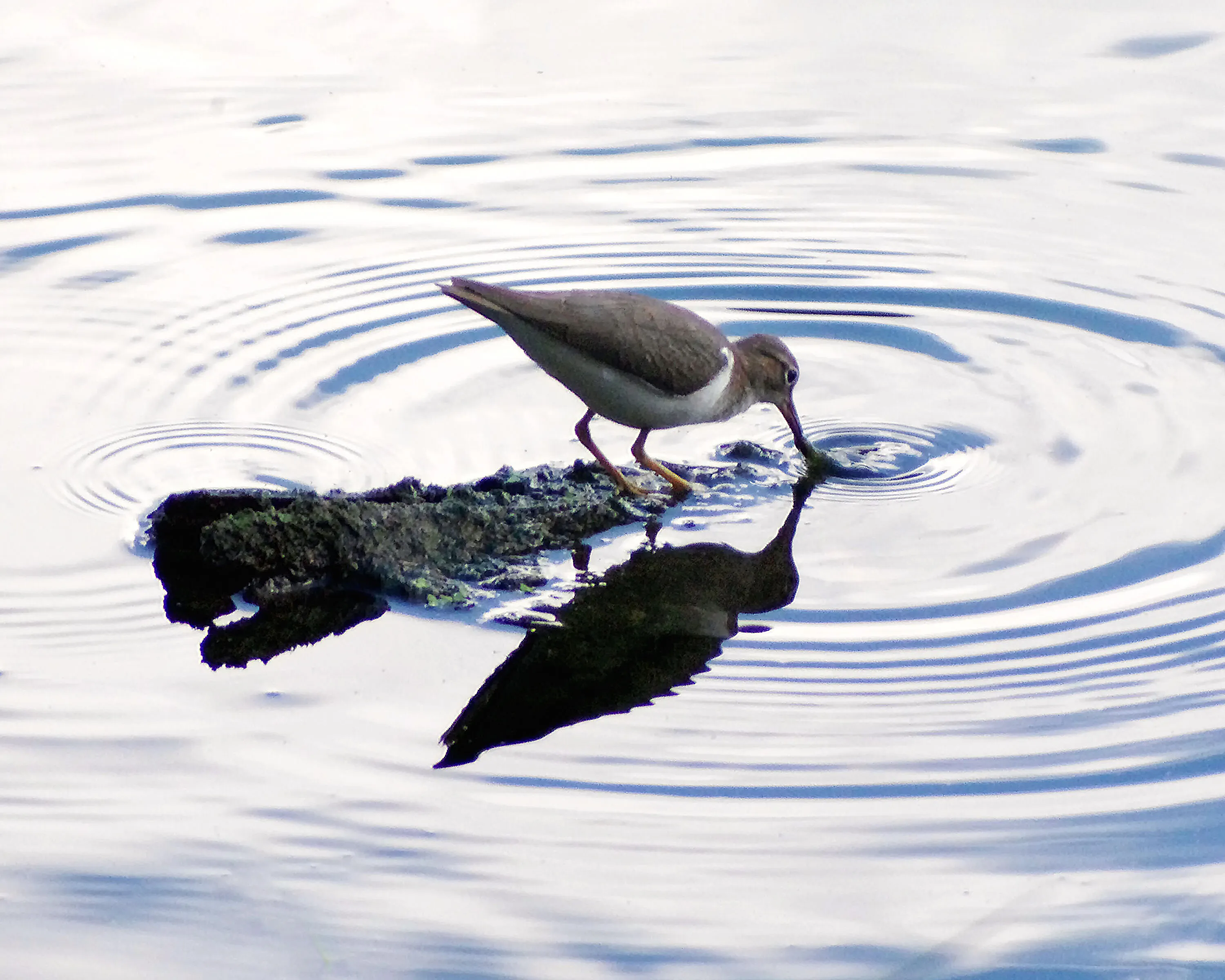 Spotted Sandpiper (actitis macularius)