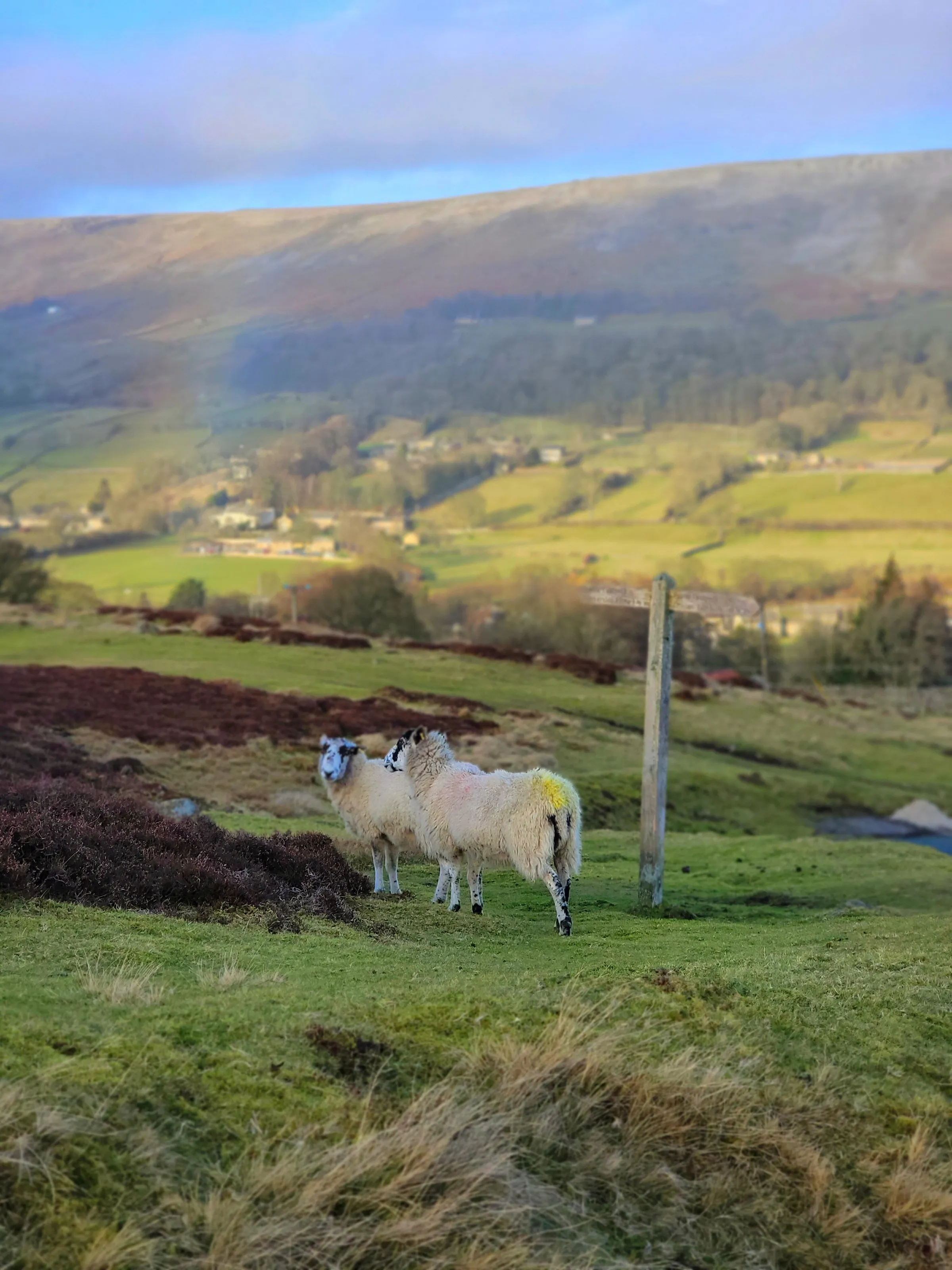Sheep under a rainbow