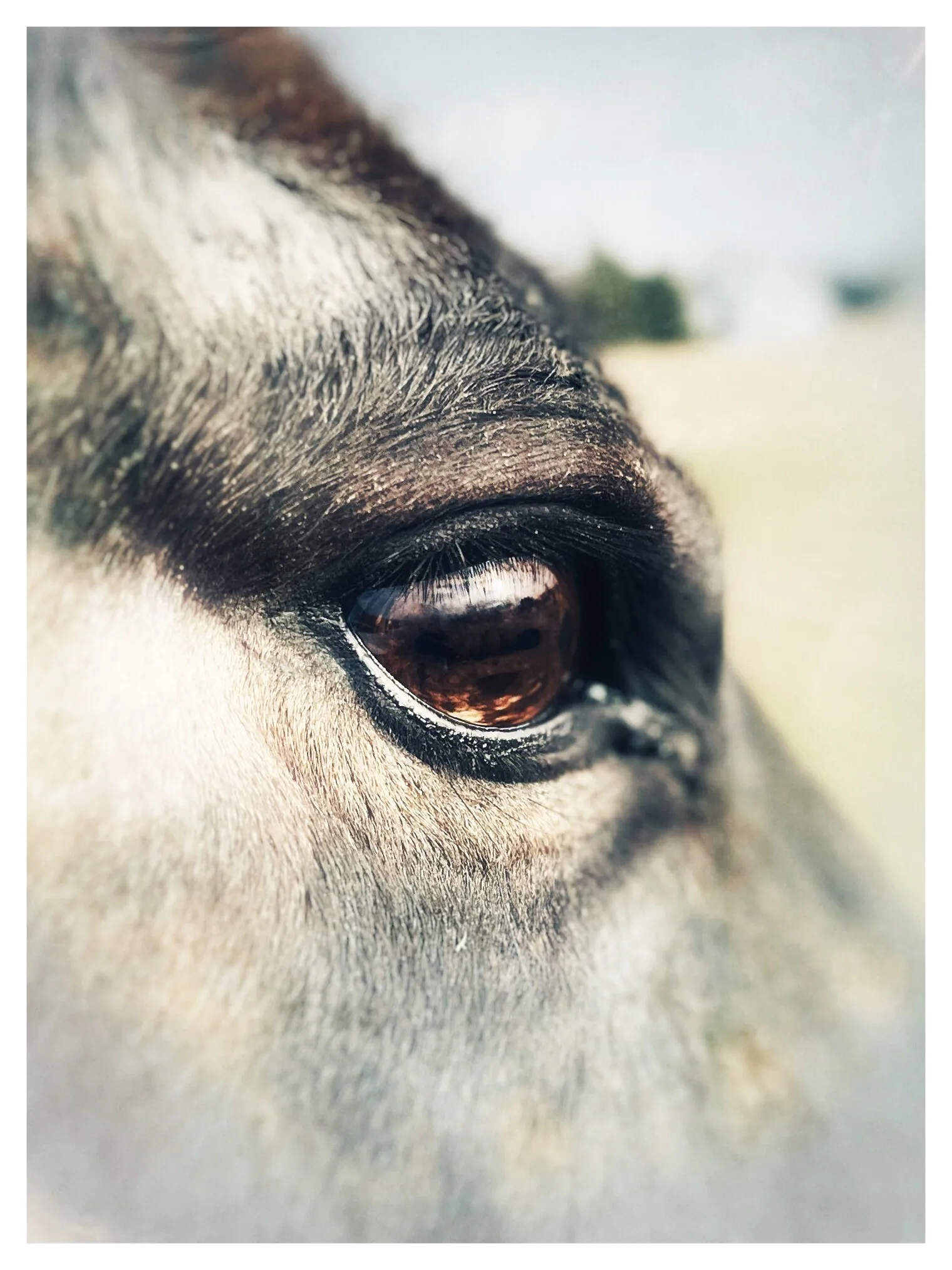 Window to the Soul