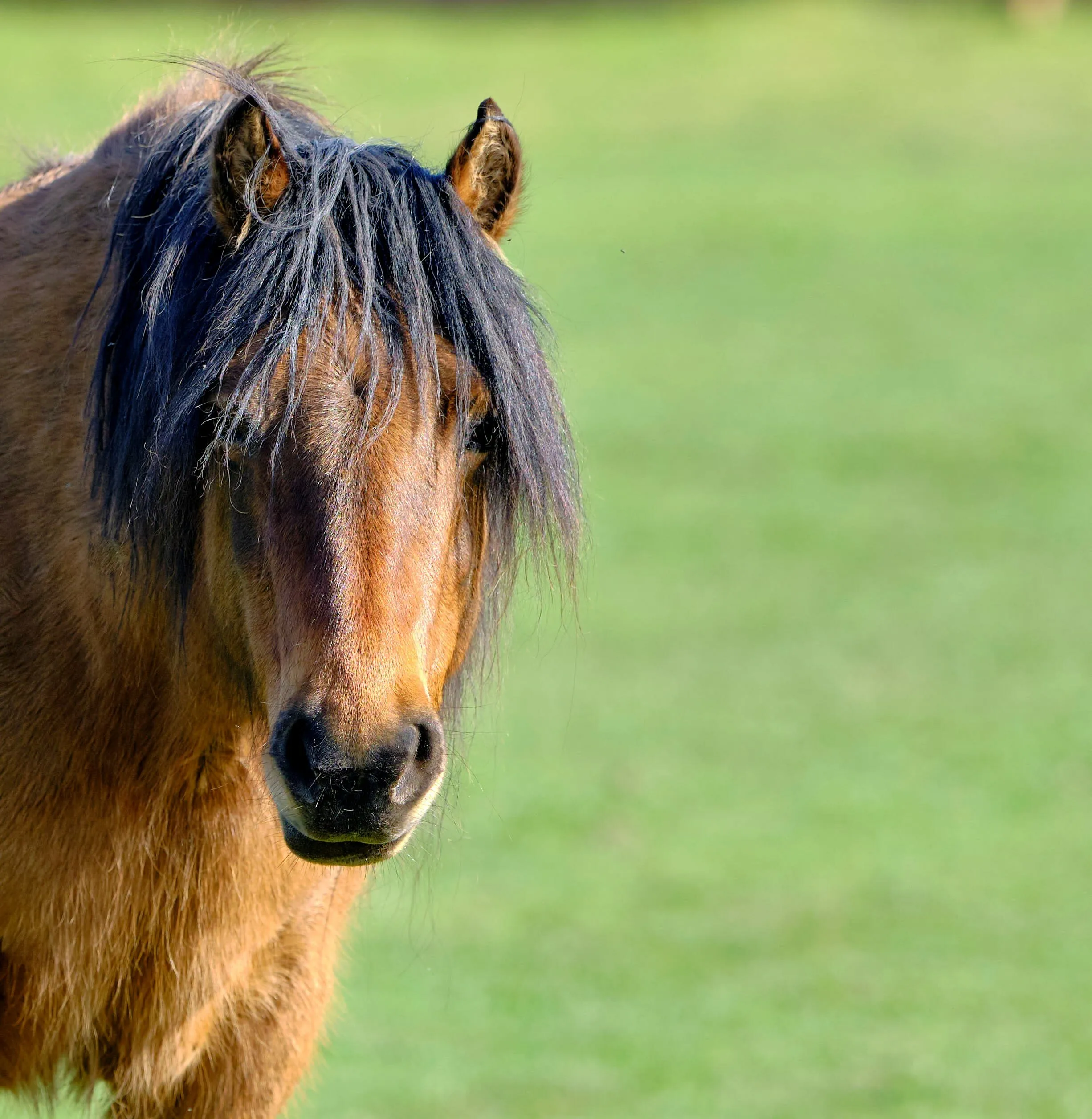 Horses and Ponies