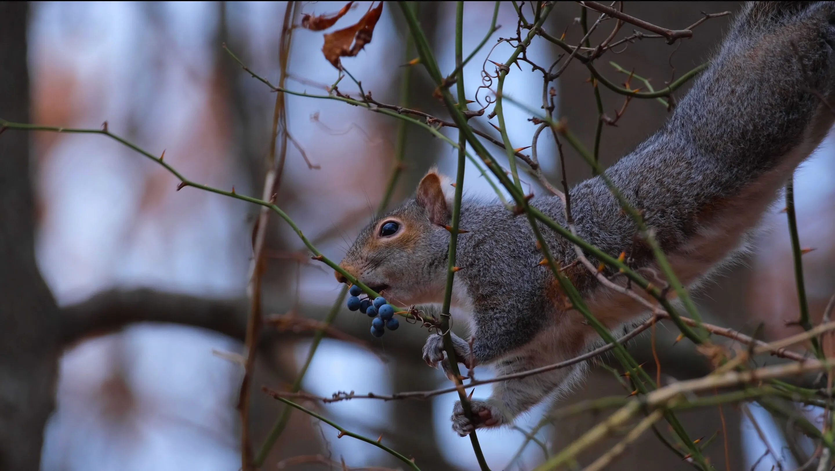 Winter Forager