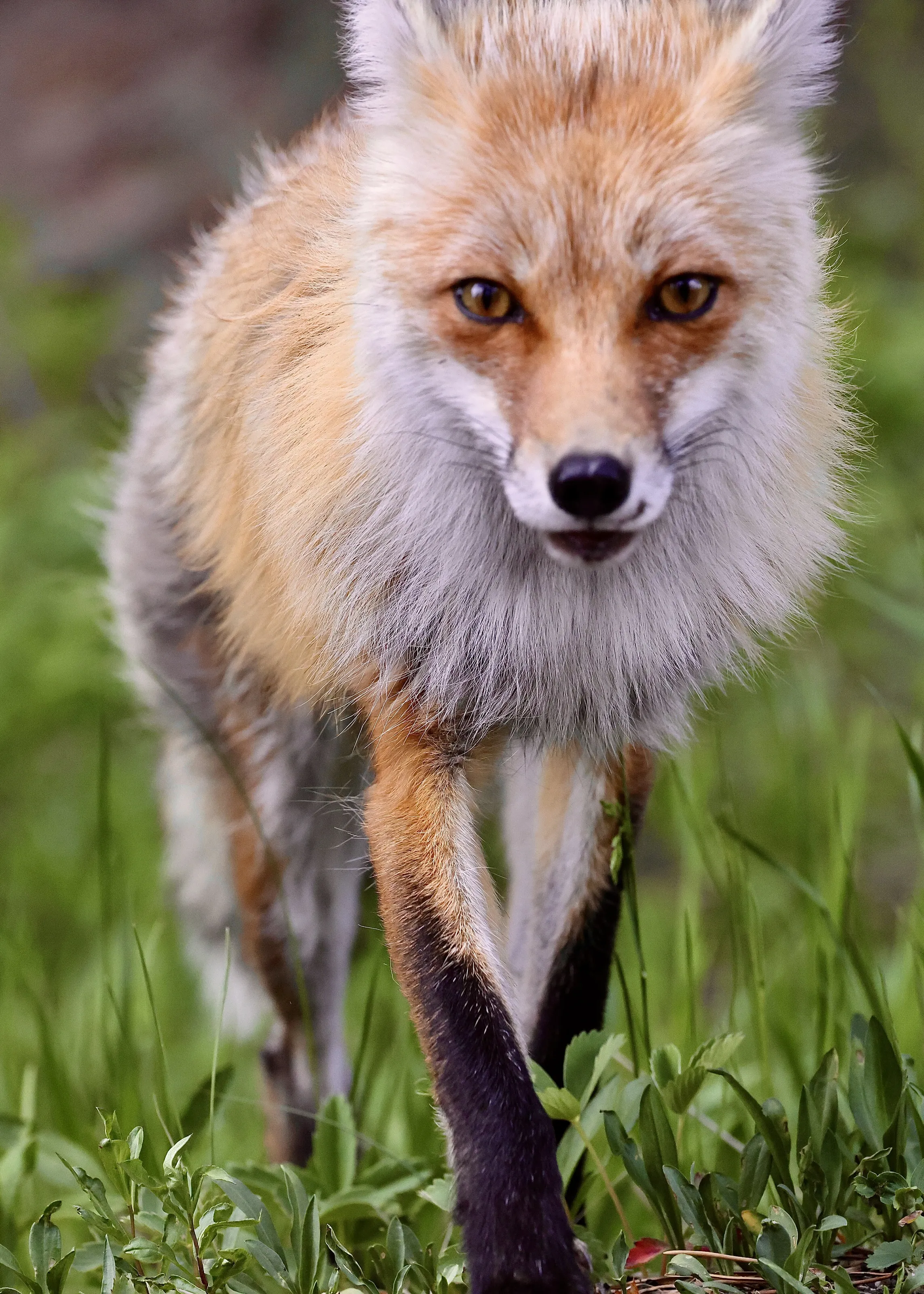 Fox 's Intense Stare
