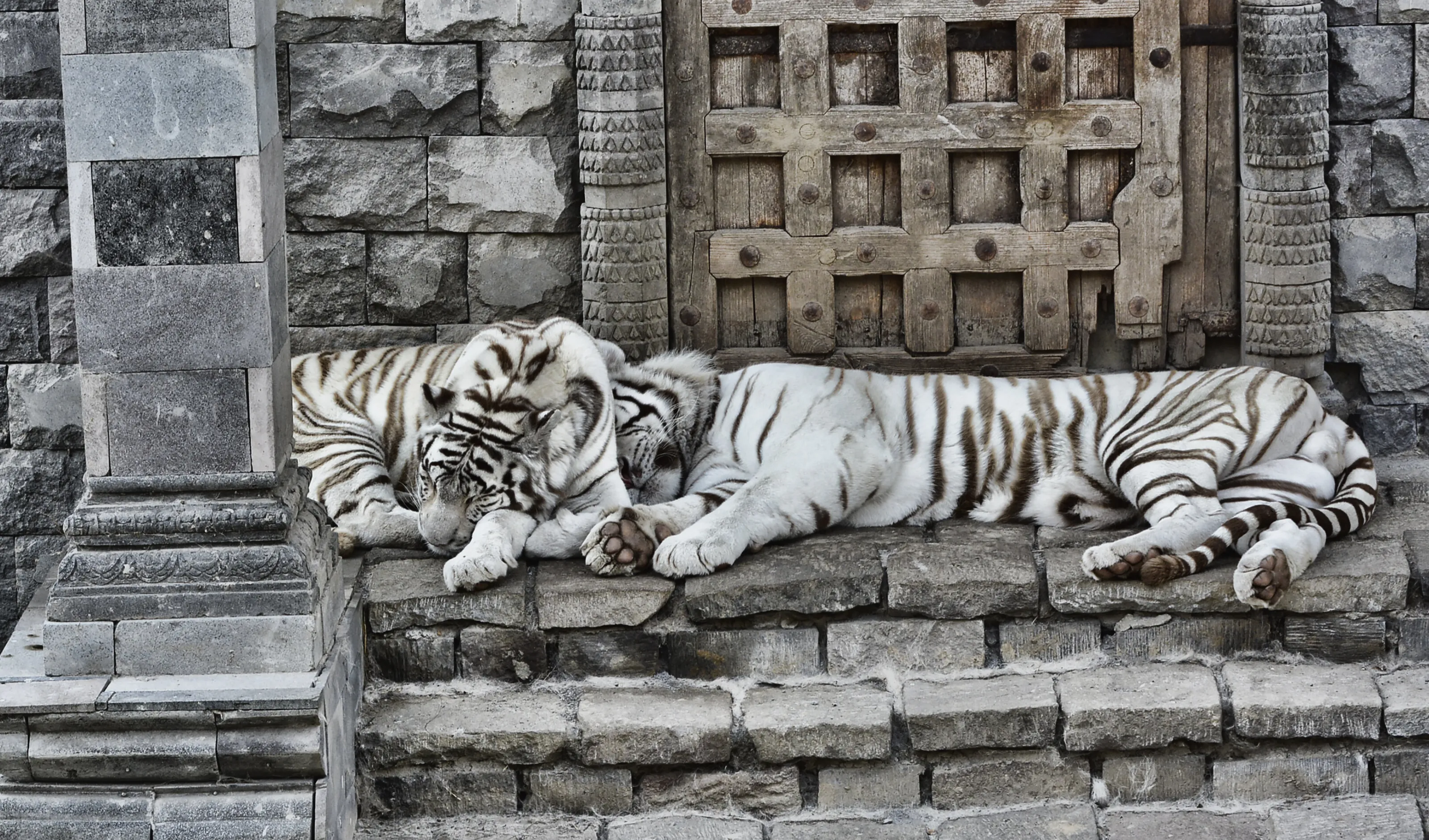 White Tigers