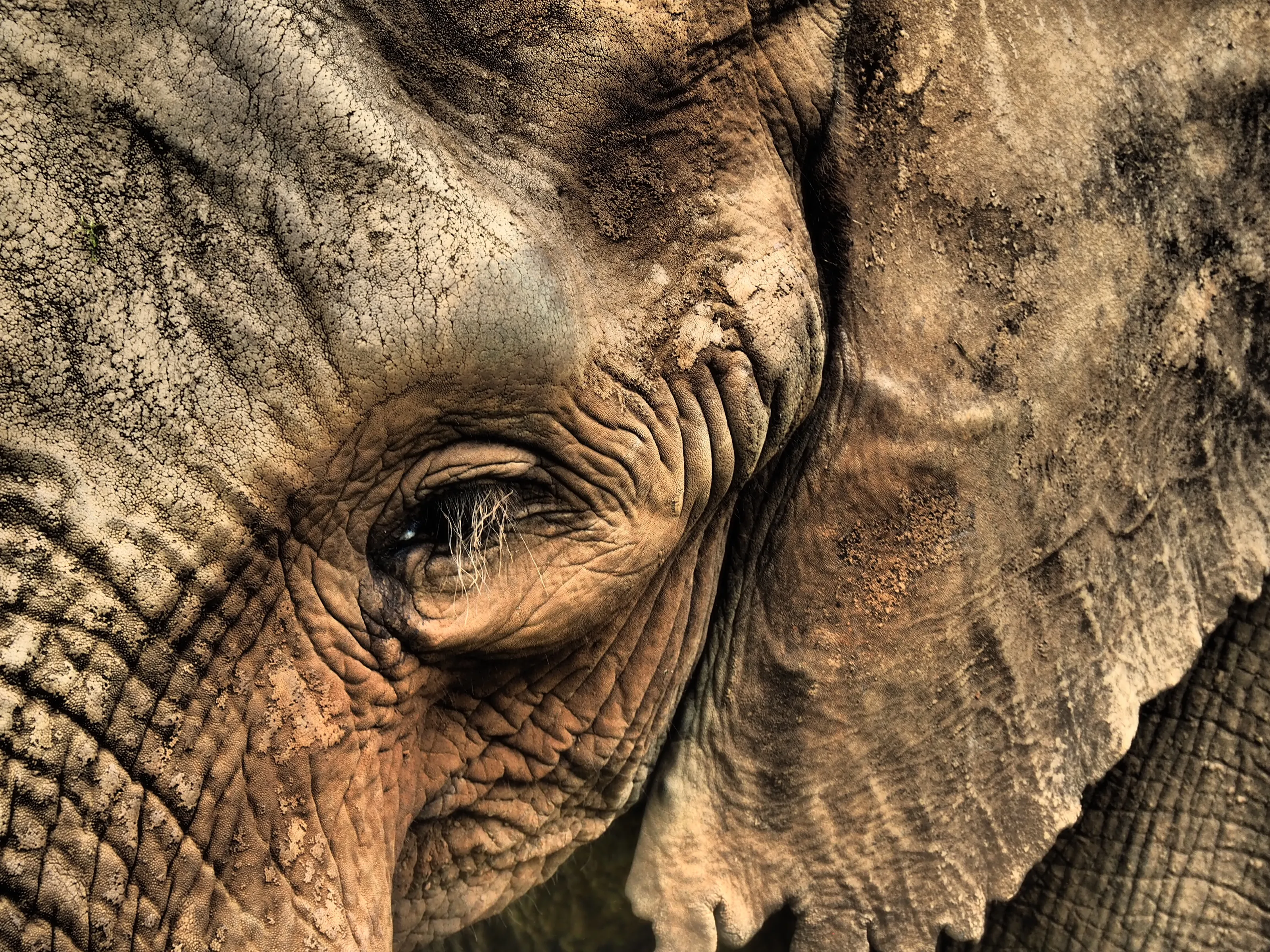 Dumbo