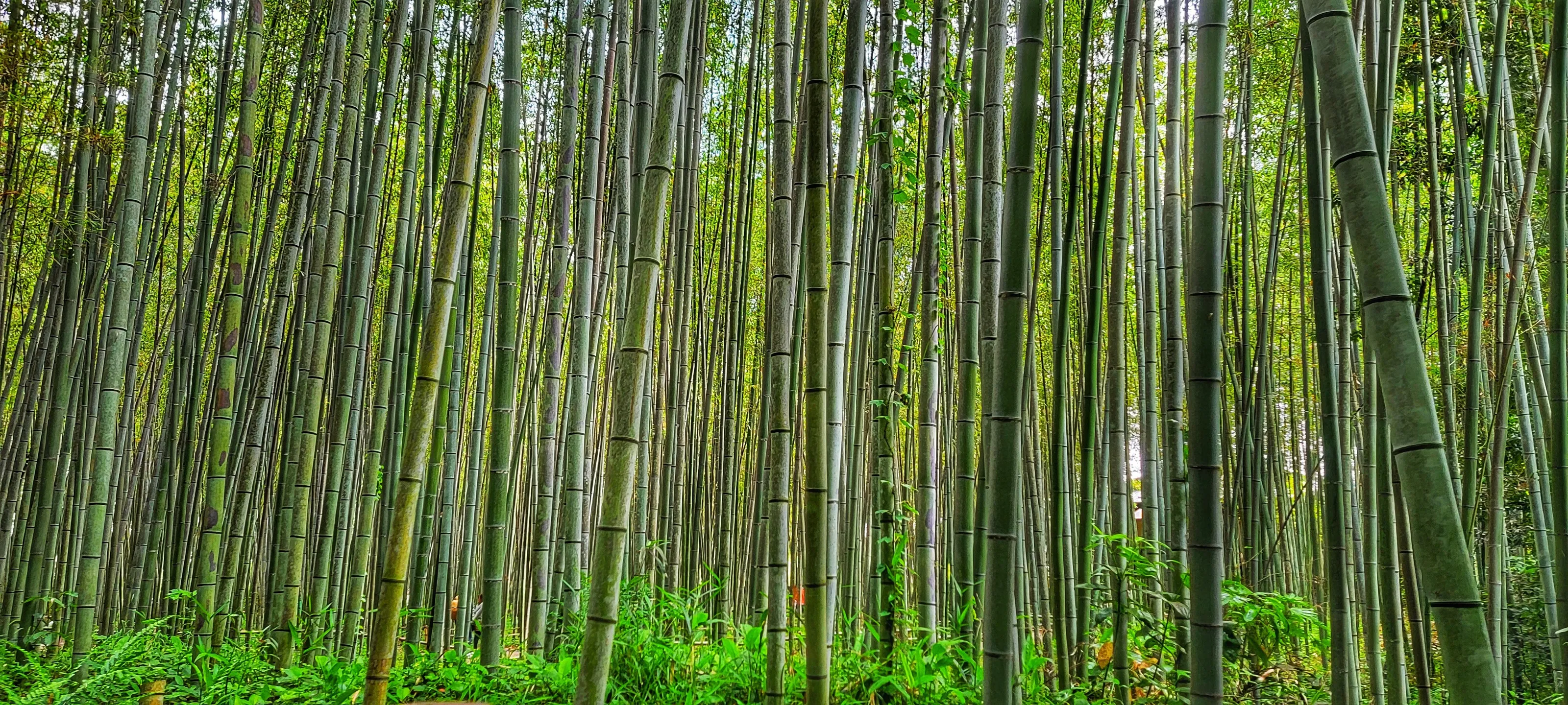 Arashiyama Bamboo Forest