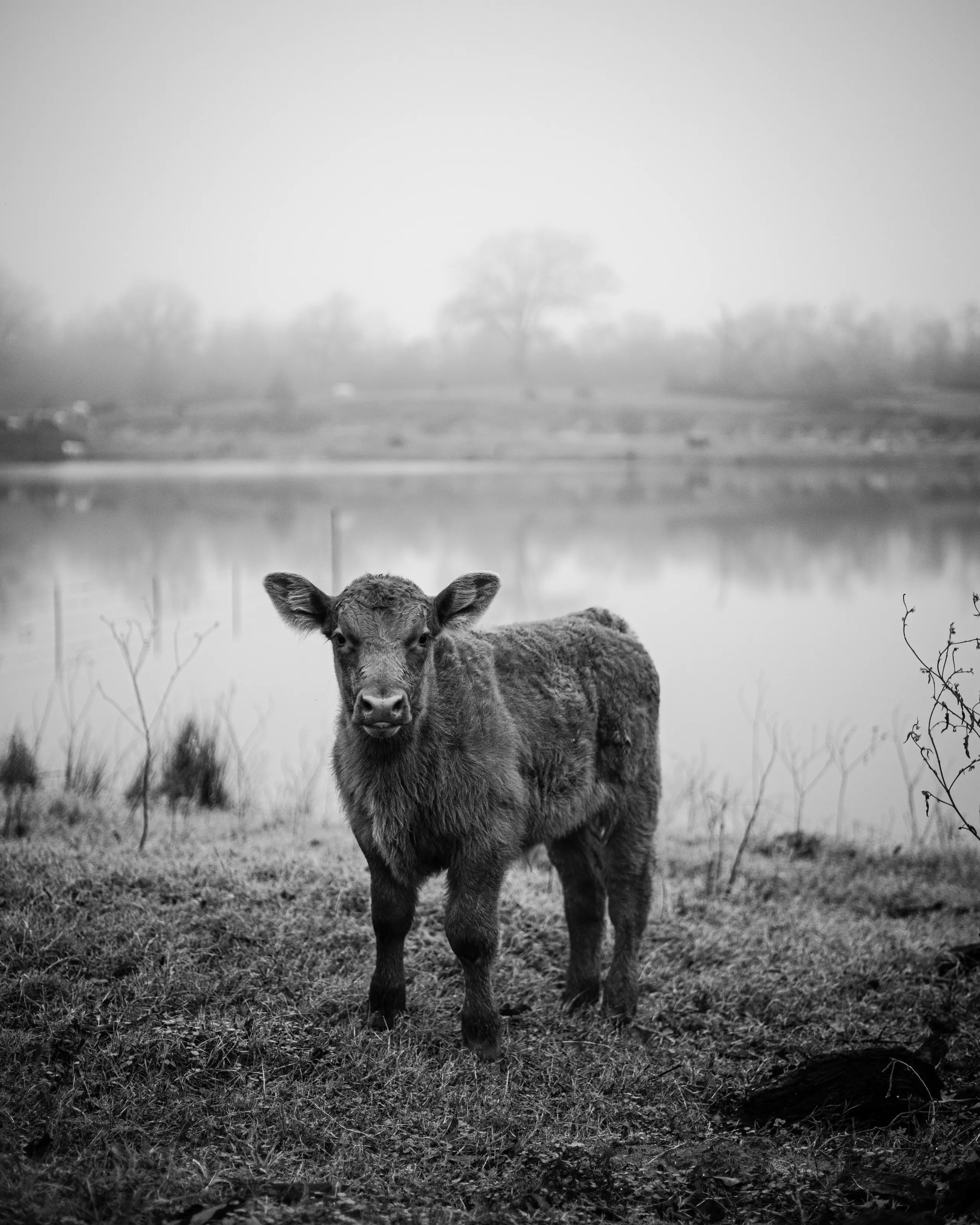A young calf