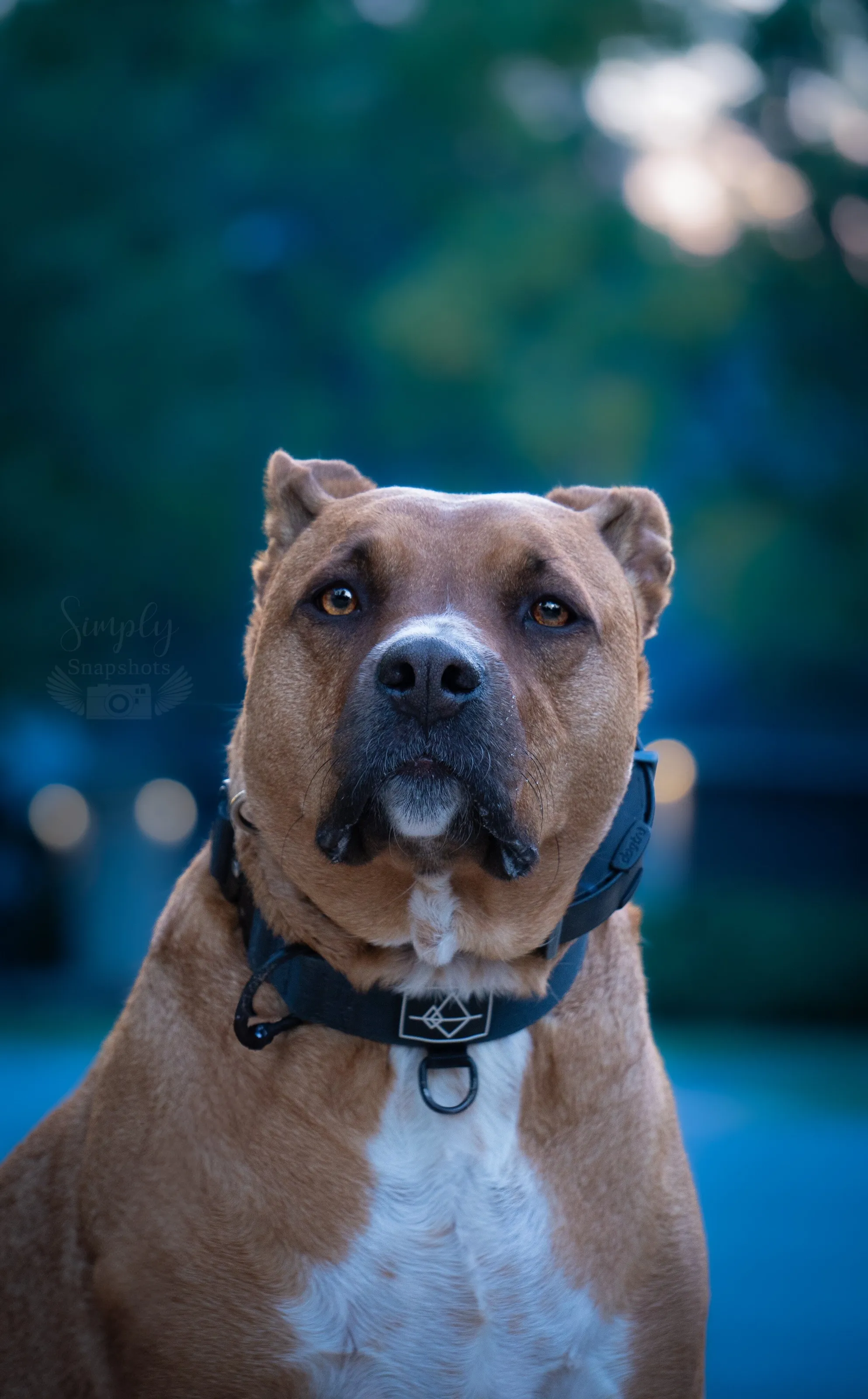 Dog portrait