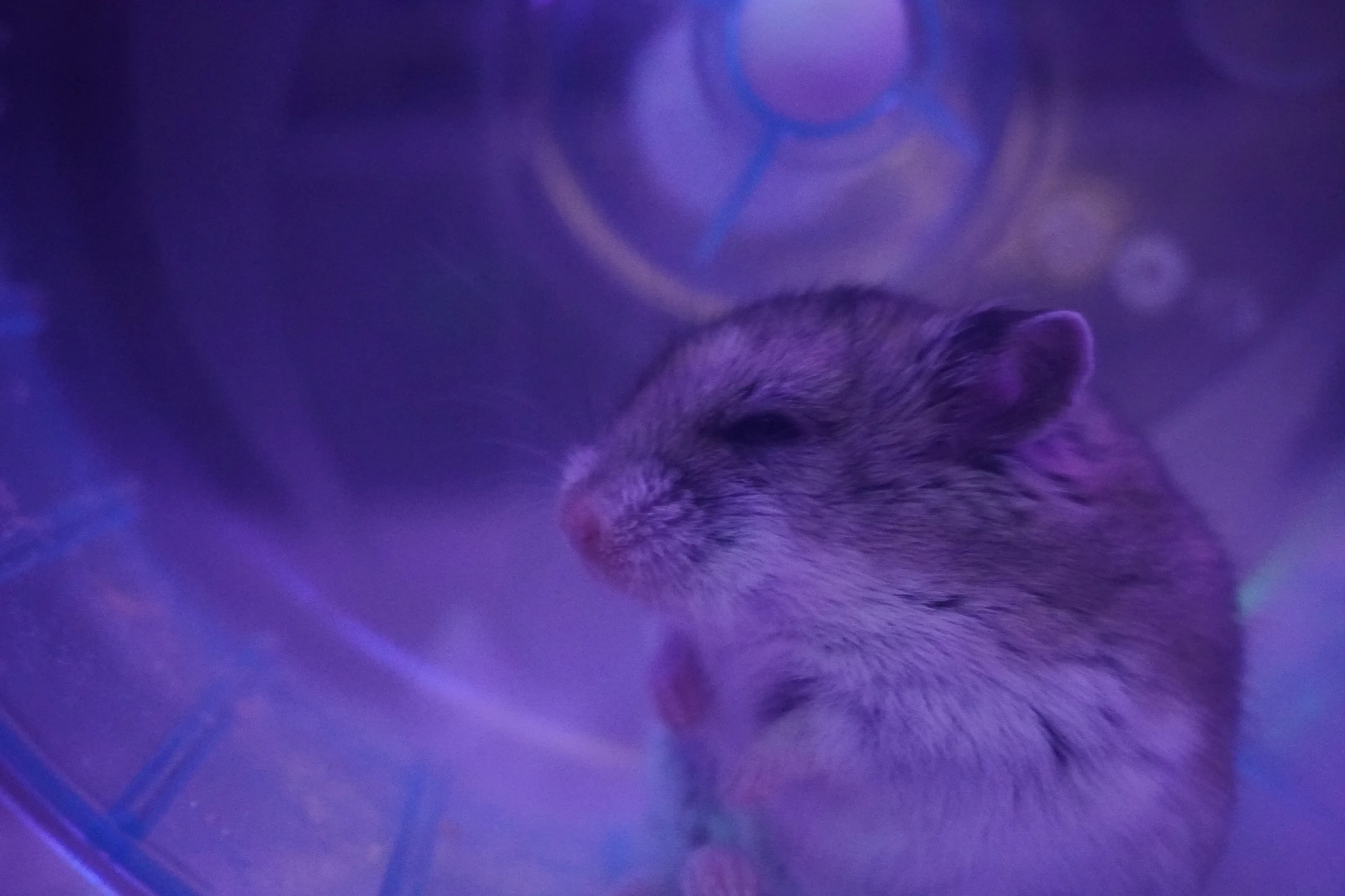Chinese Dwarf Hamster