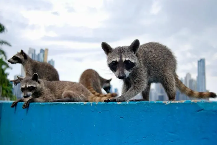 Raccoons chilling in Panama City