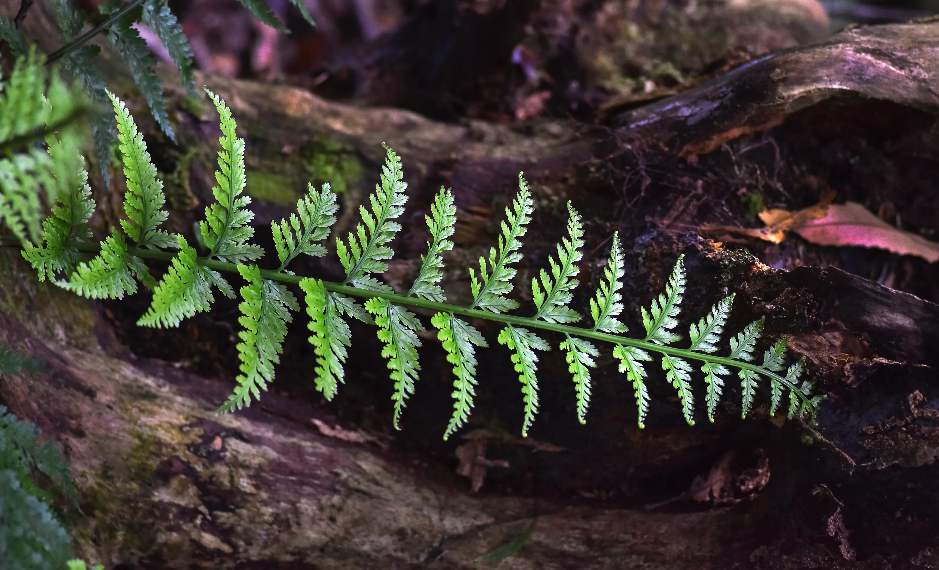 Waiohine Gorge Fern