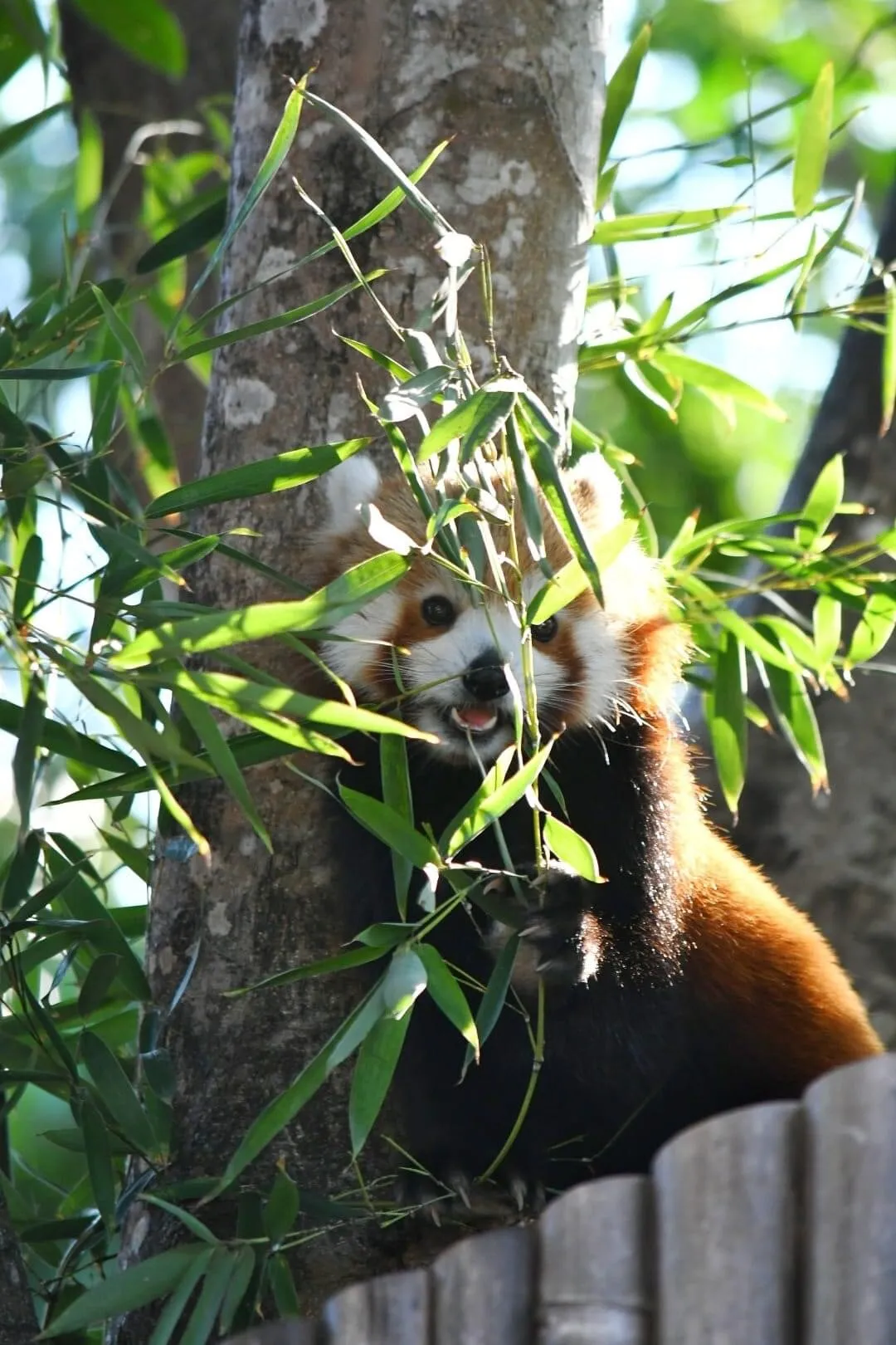 Red Panda in Australia