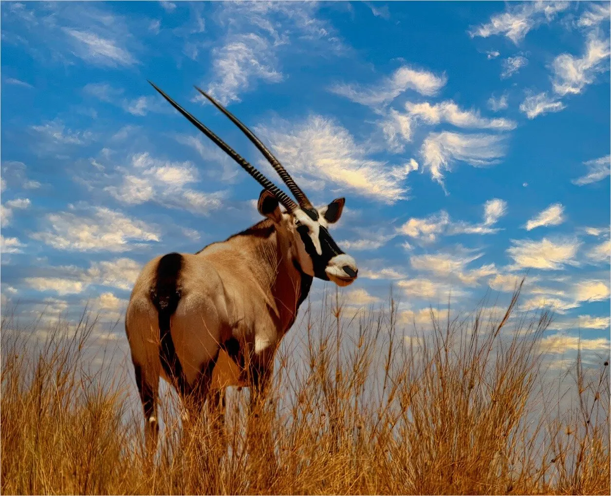 Gemsbok