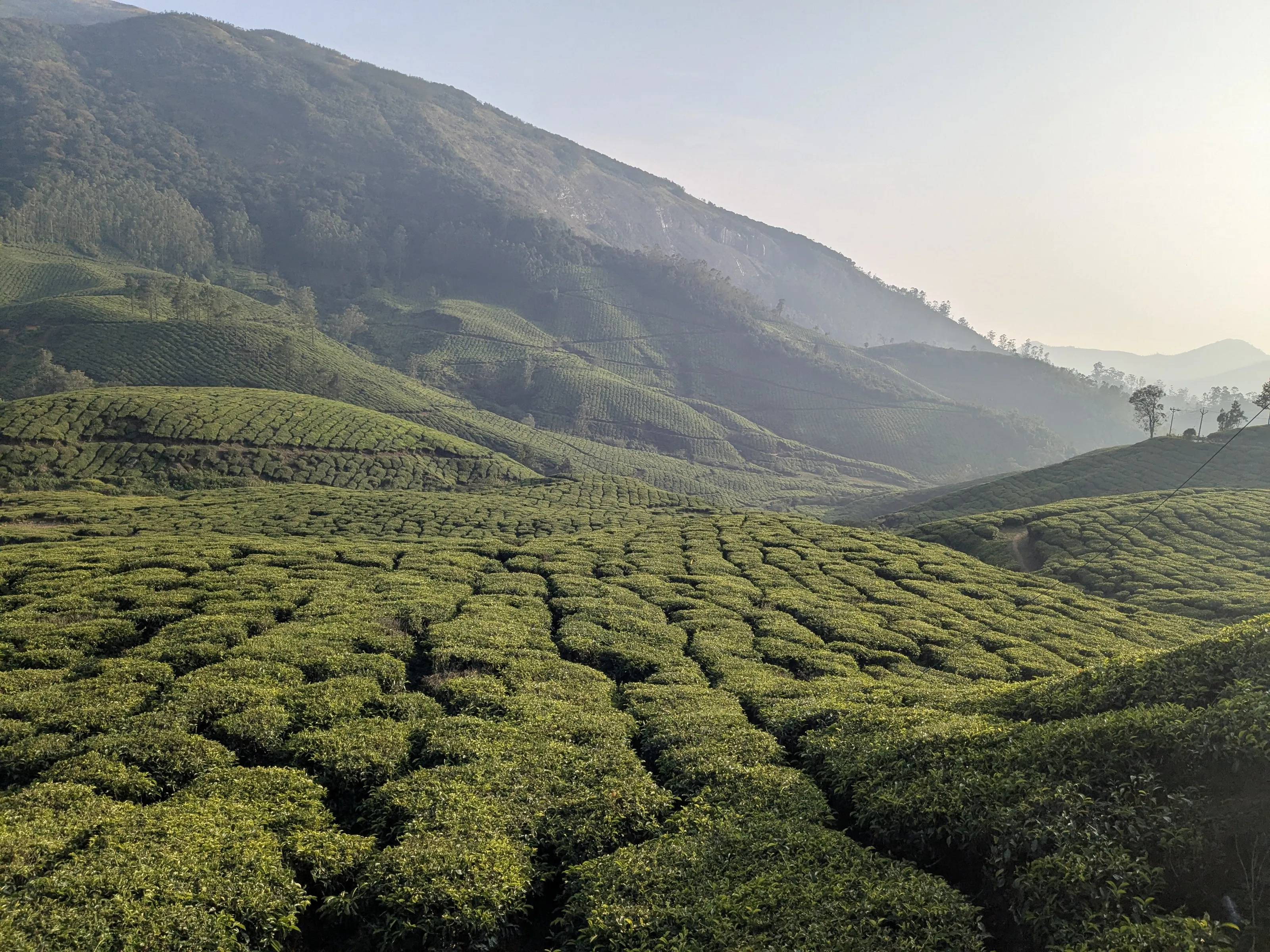 Tea Desert