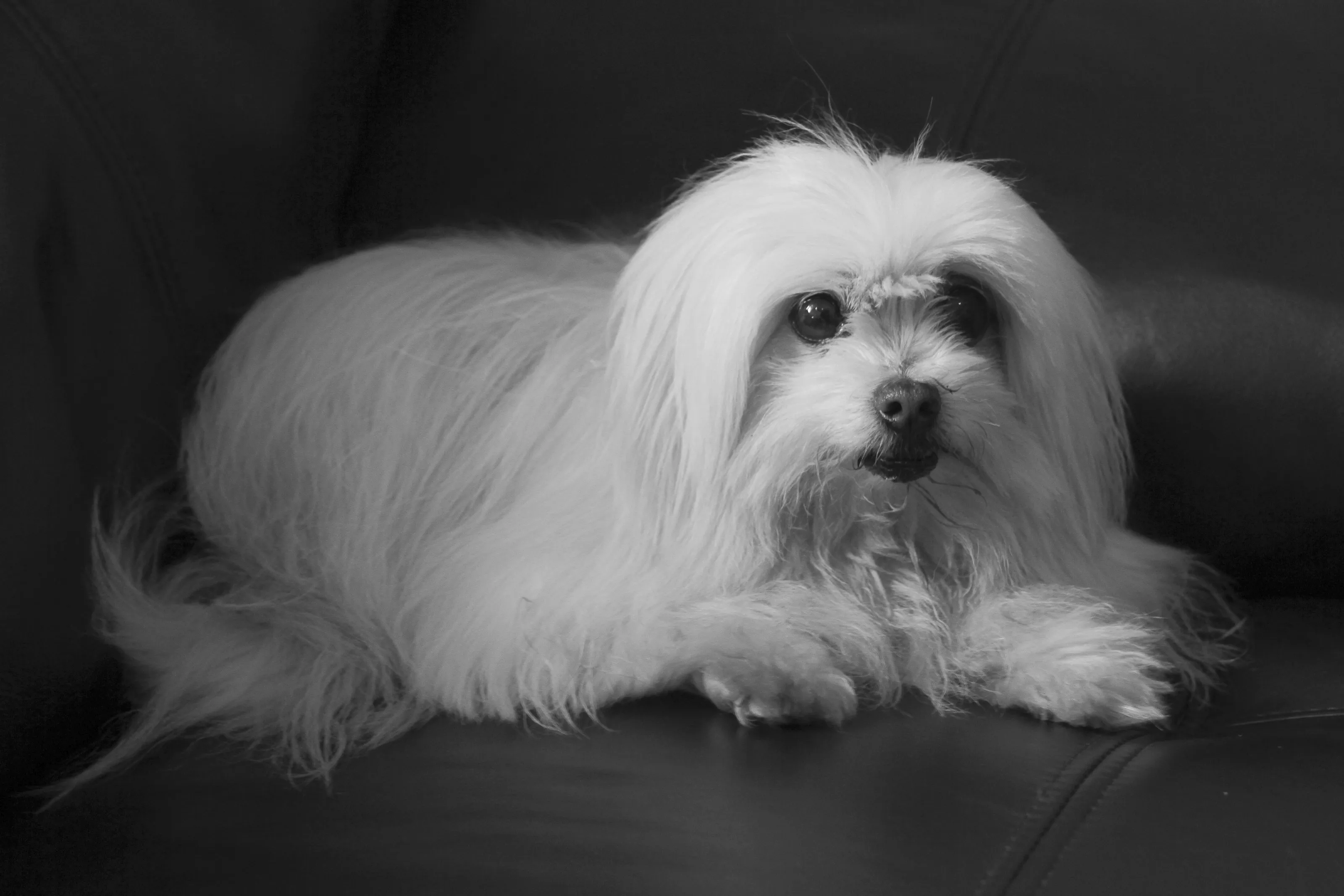 THE DOWAGER
