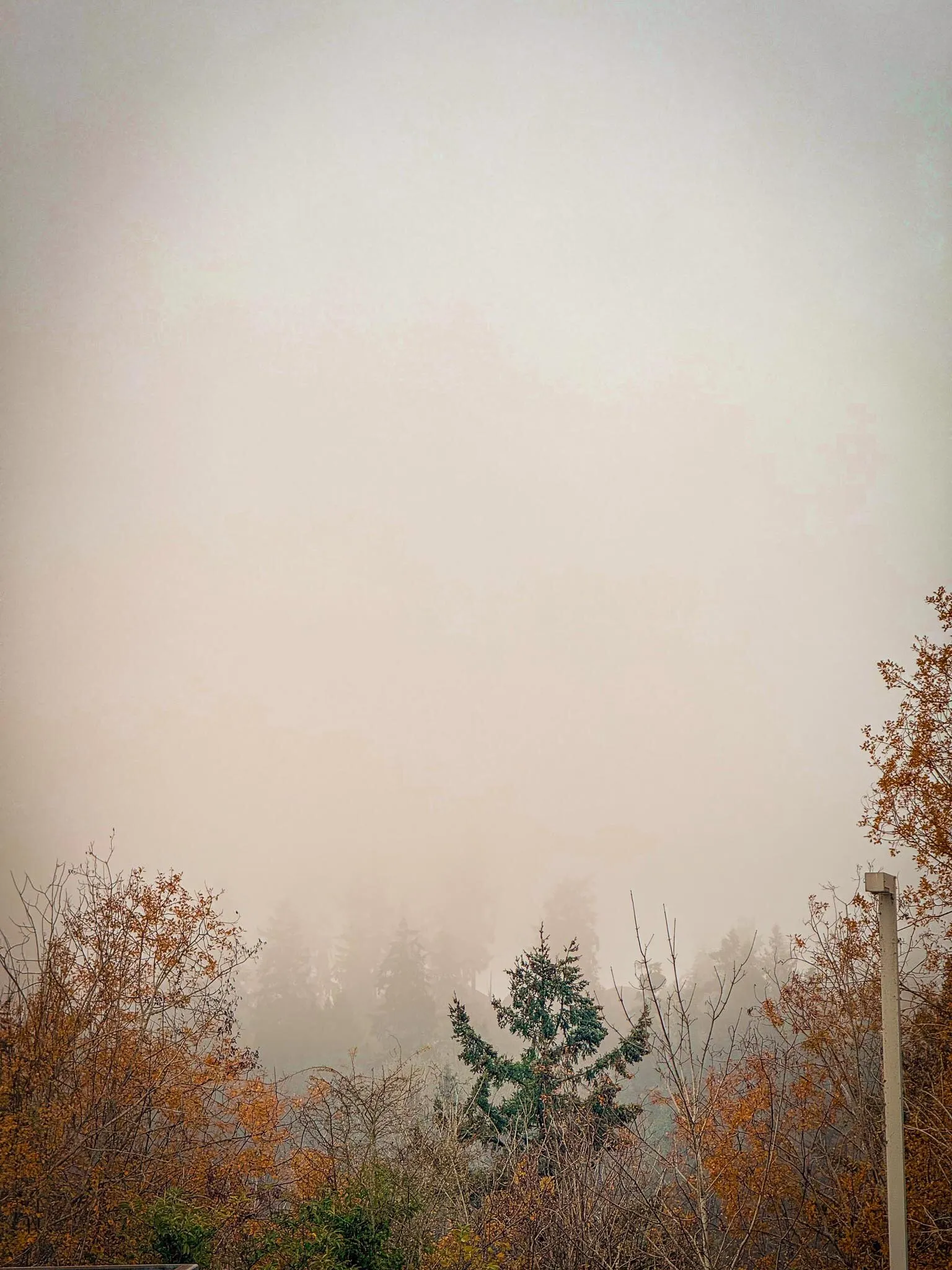 fog with trees
