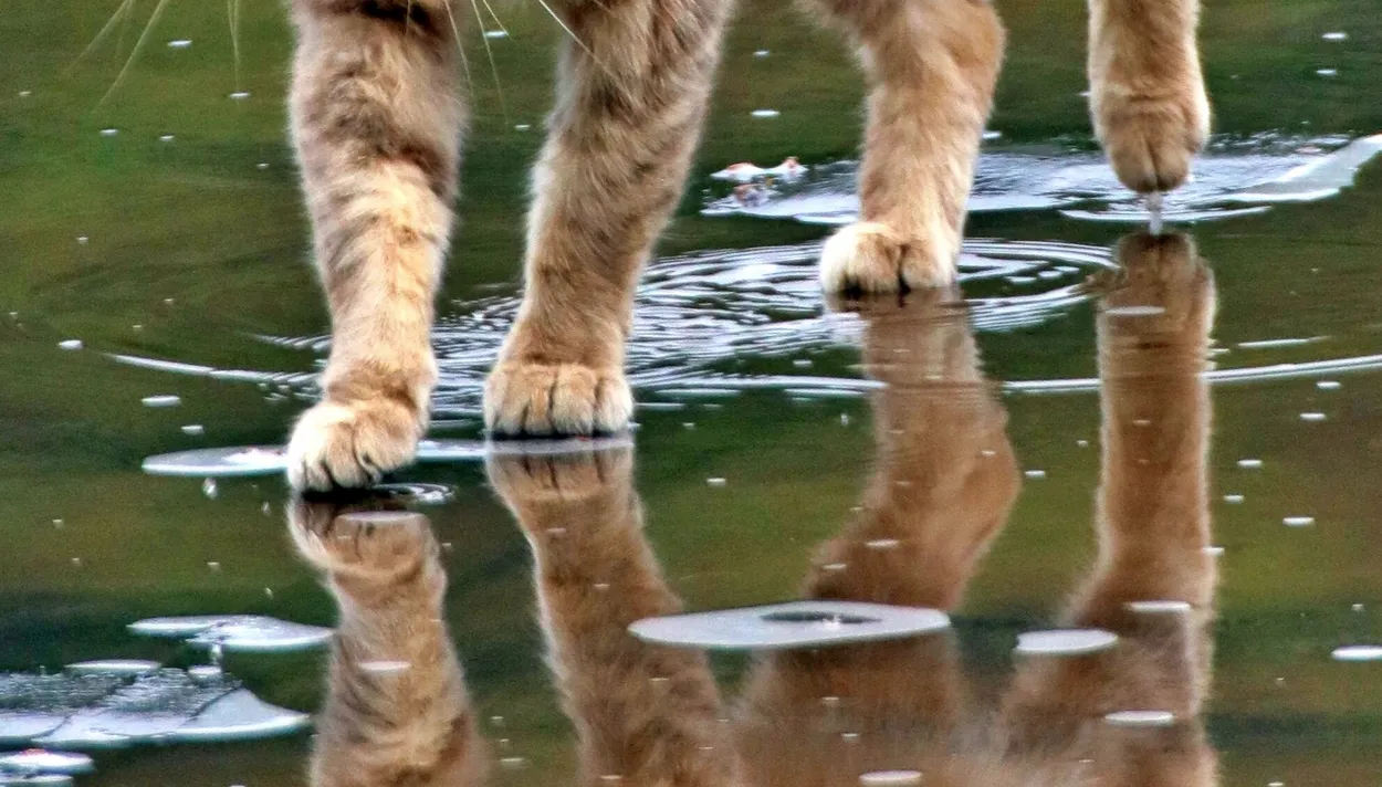 Entry 22868169