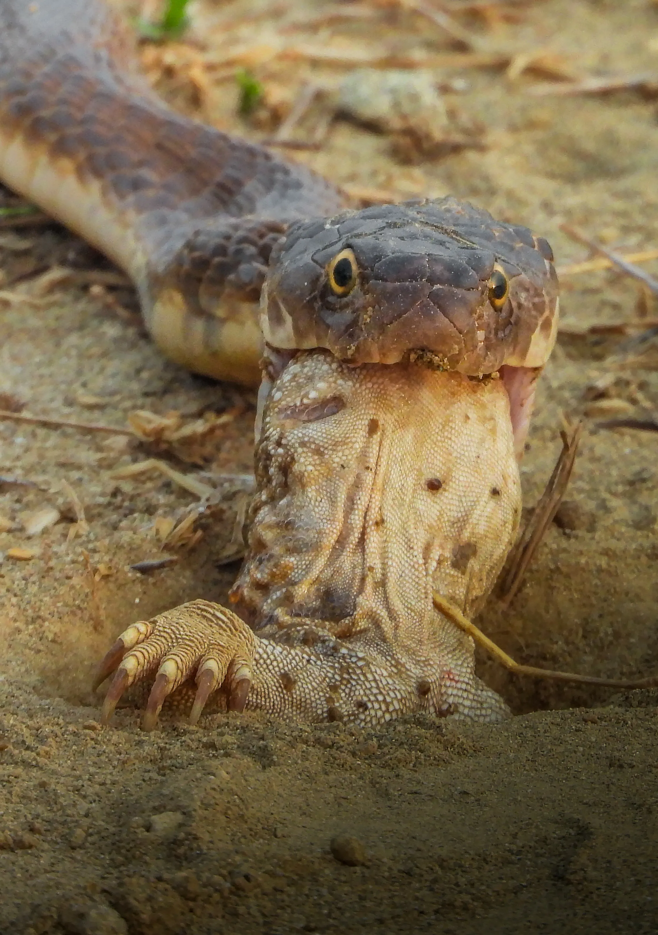 Reptile eating reptile