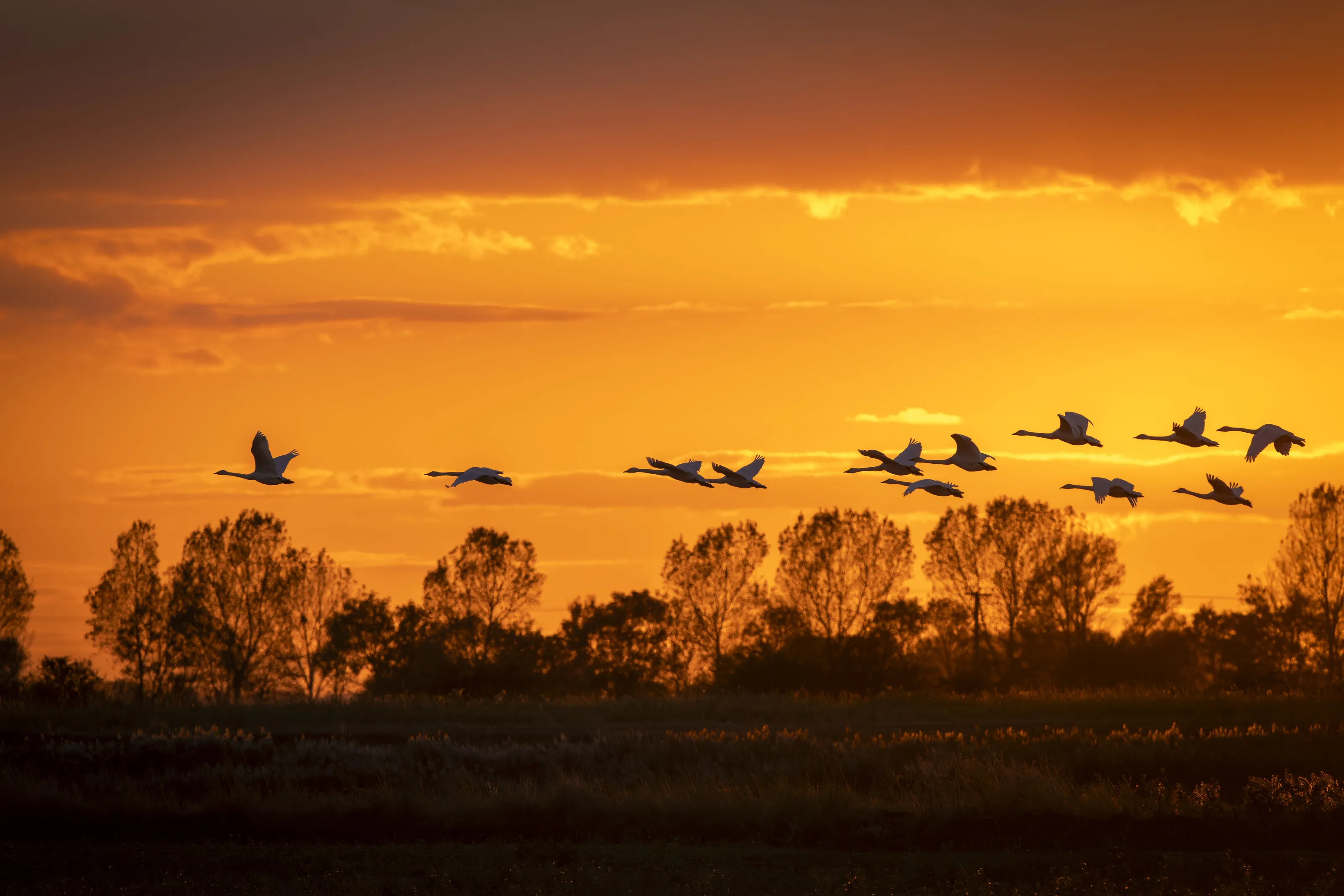 Whooper Swans at Sunset