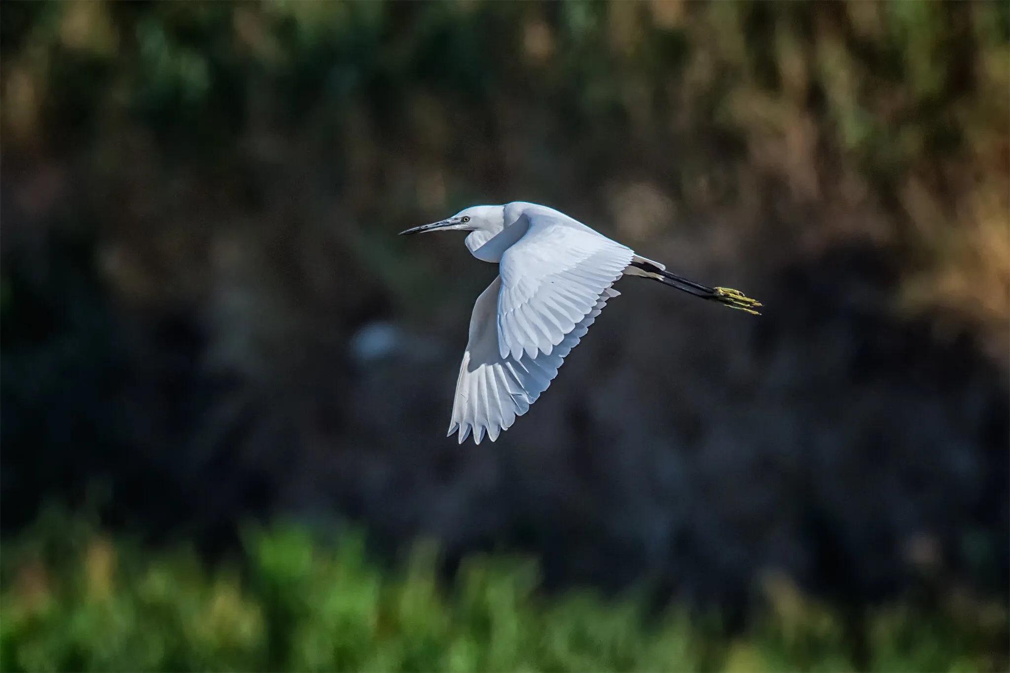 heron