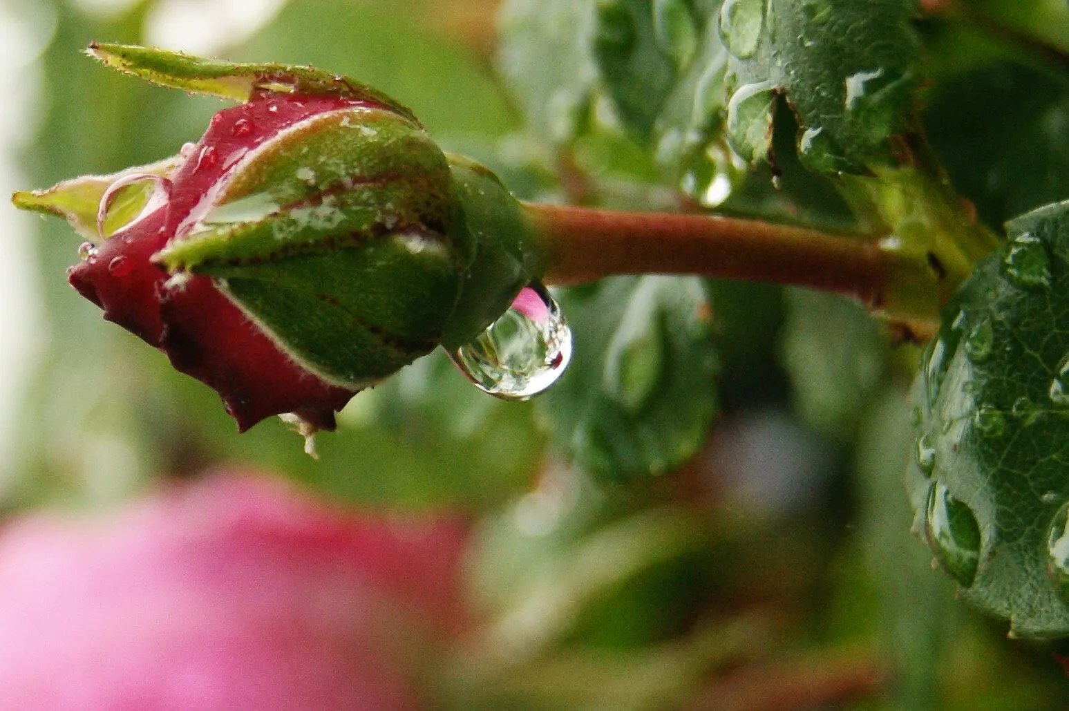Rose bud