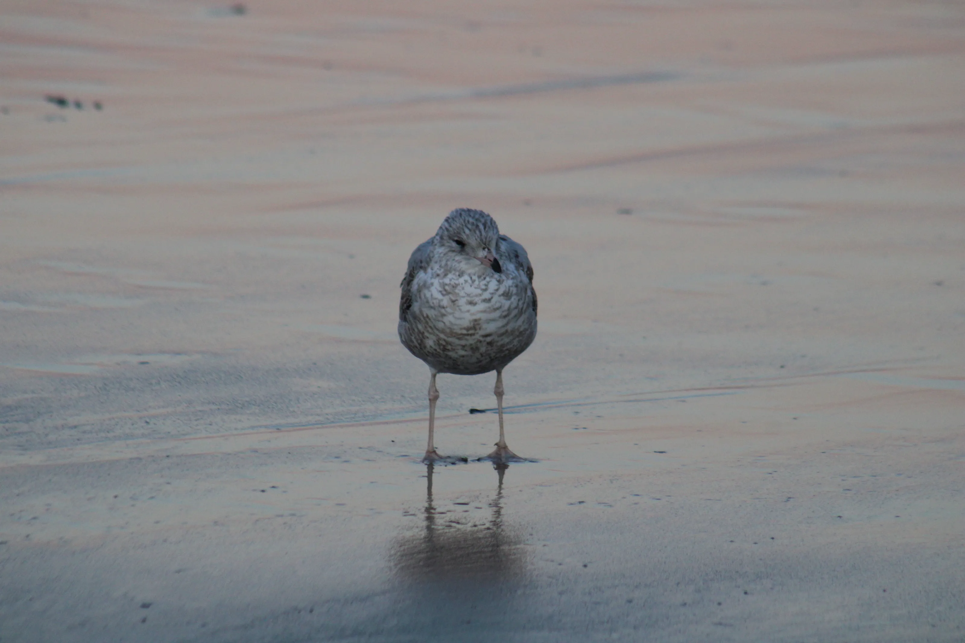 Ring-billed Gull at Sunset [Tybee Island, GA]