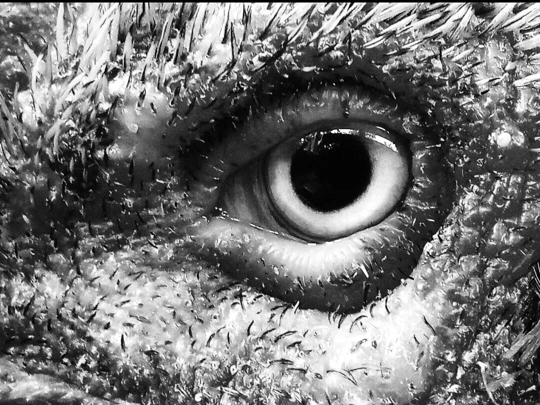 Rooster eye