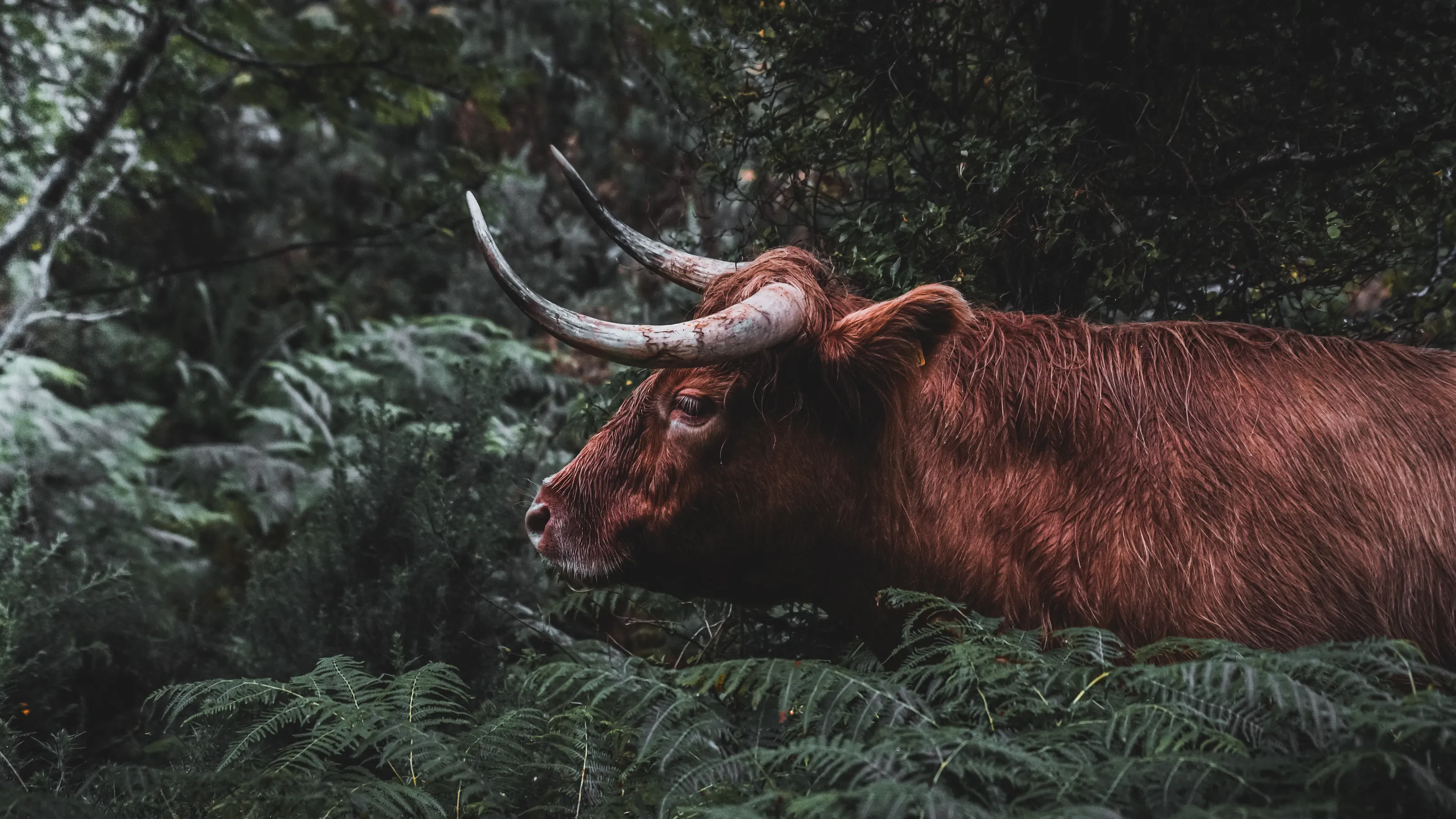 Highland Cow