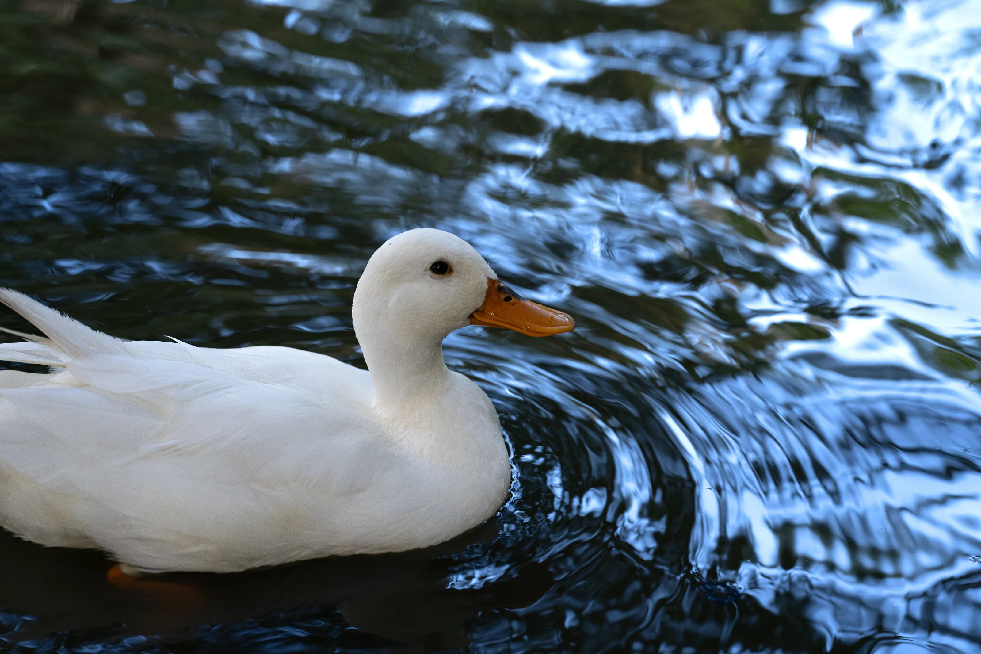 Little white duck